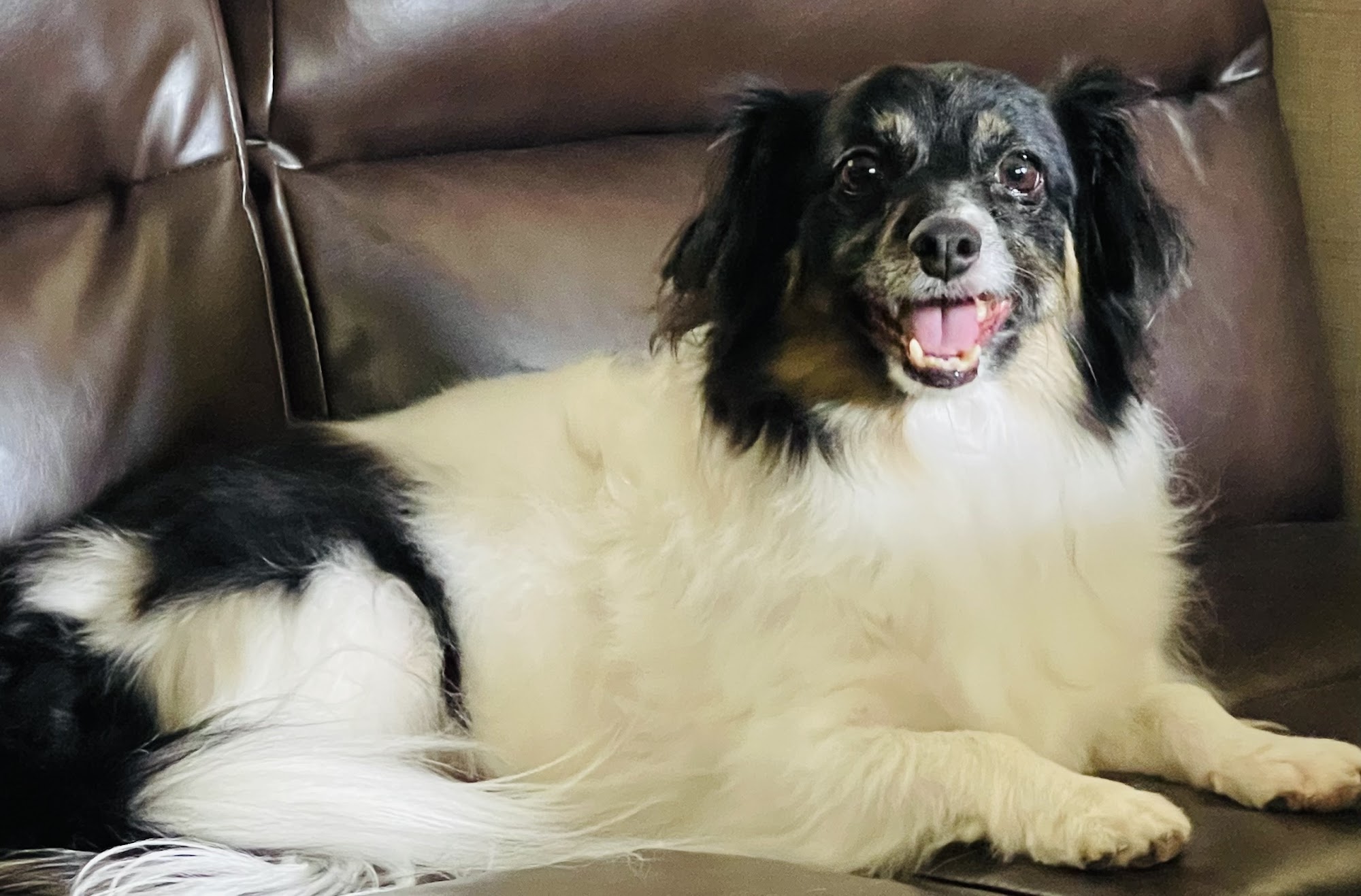 Barefoot Groomer Booneville