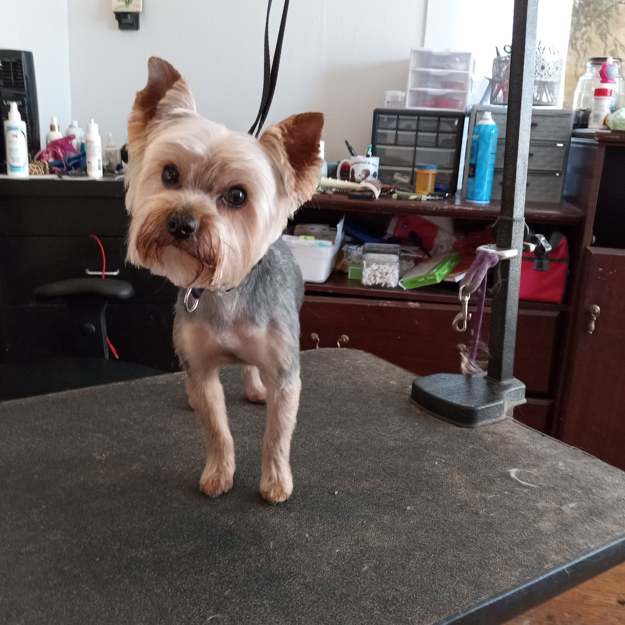 Barefoot Groomer Booneville