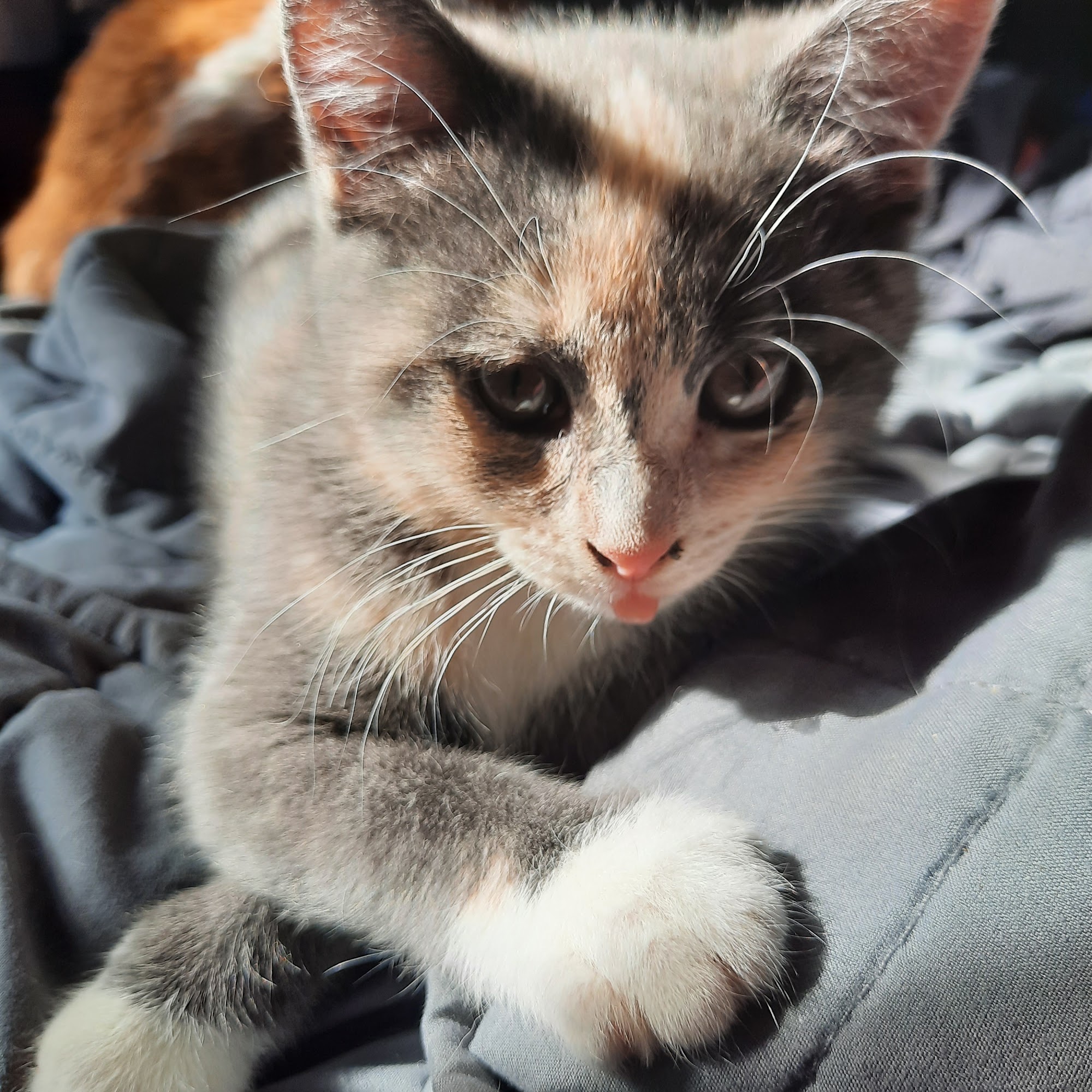 Animal Family Practice Vet Bryant