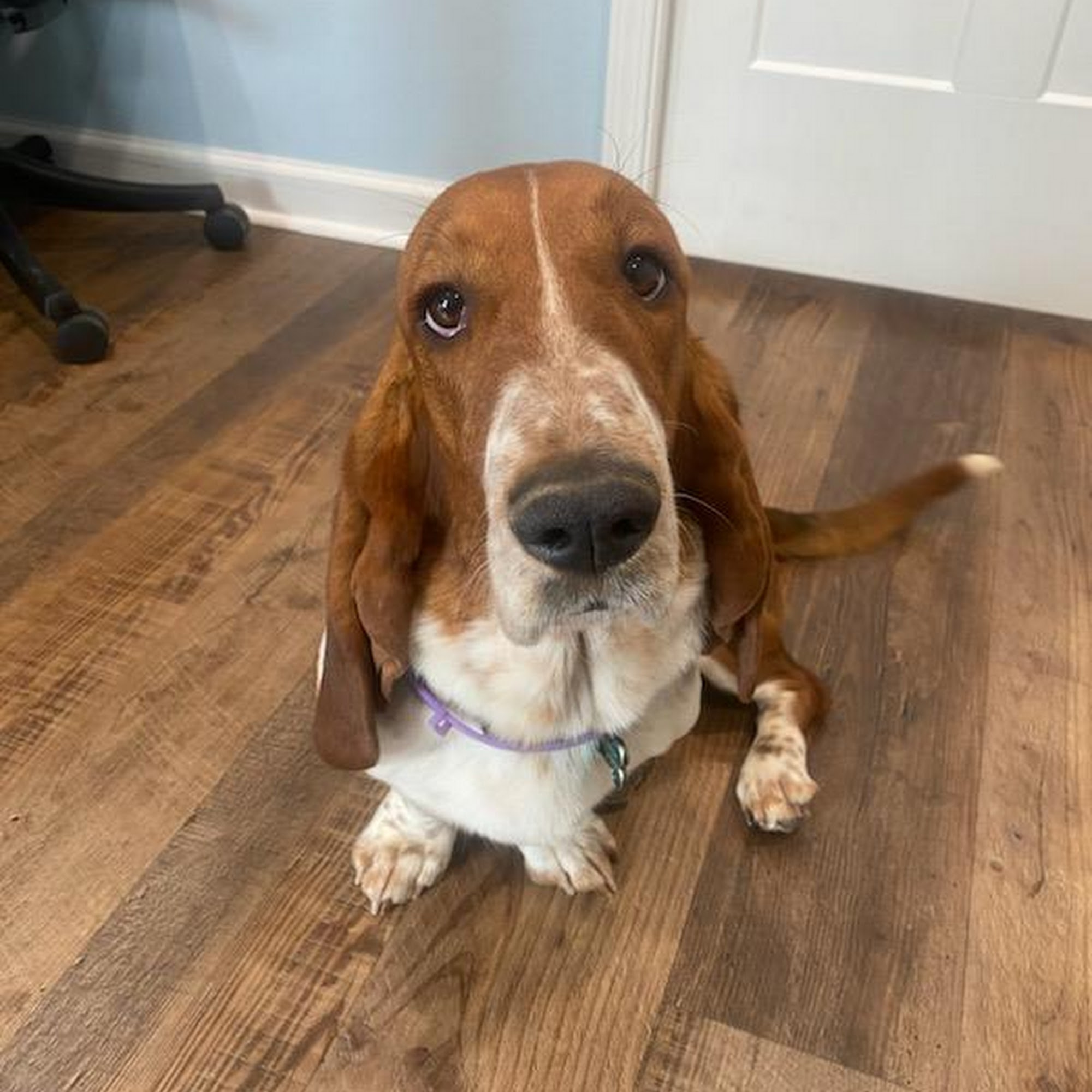 Marketplace Veterinary Clinic