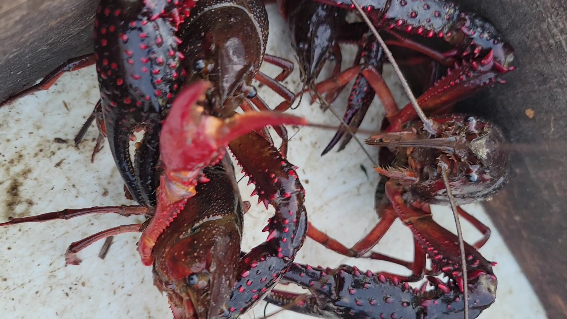 Rjs crawfish shack Menu