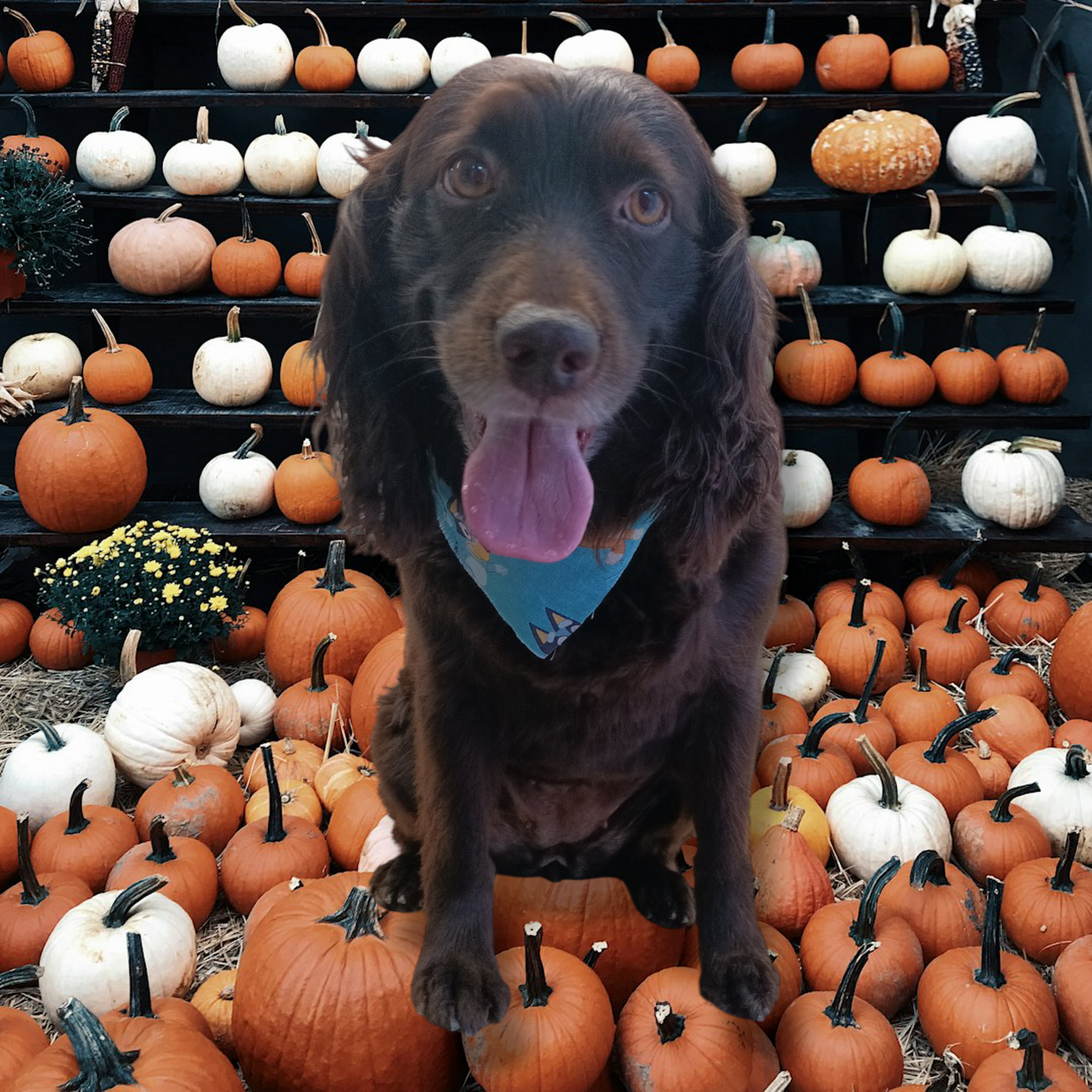 Bryant Kennels Bryant