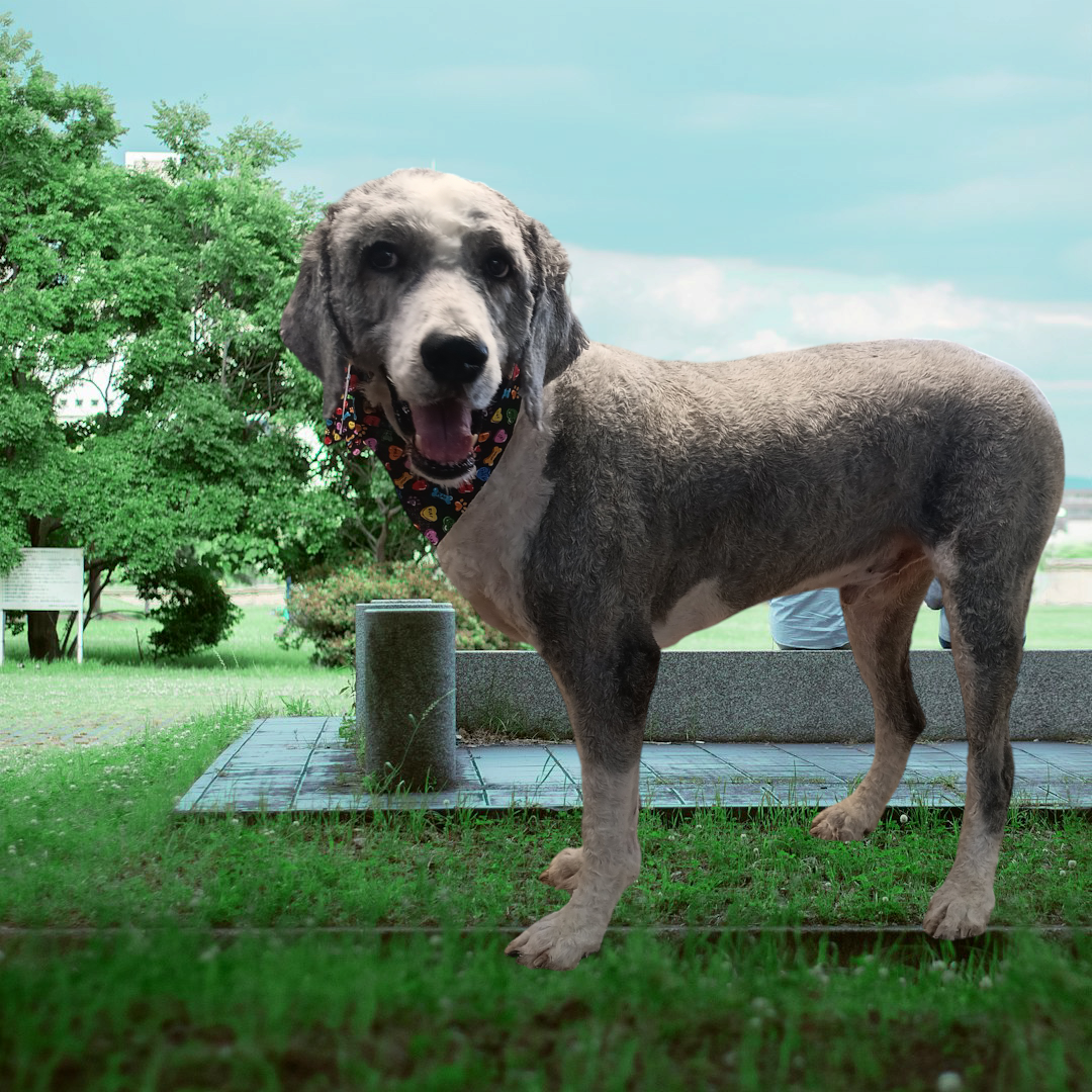 Bryant Kennels Bryant