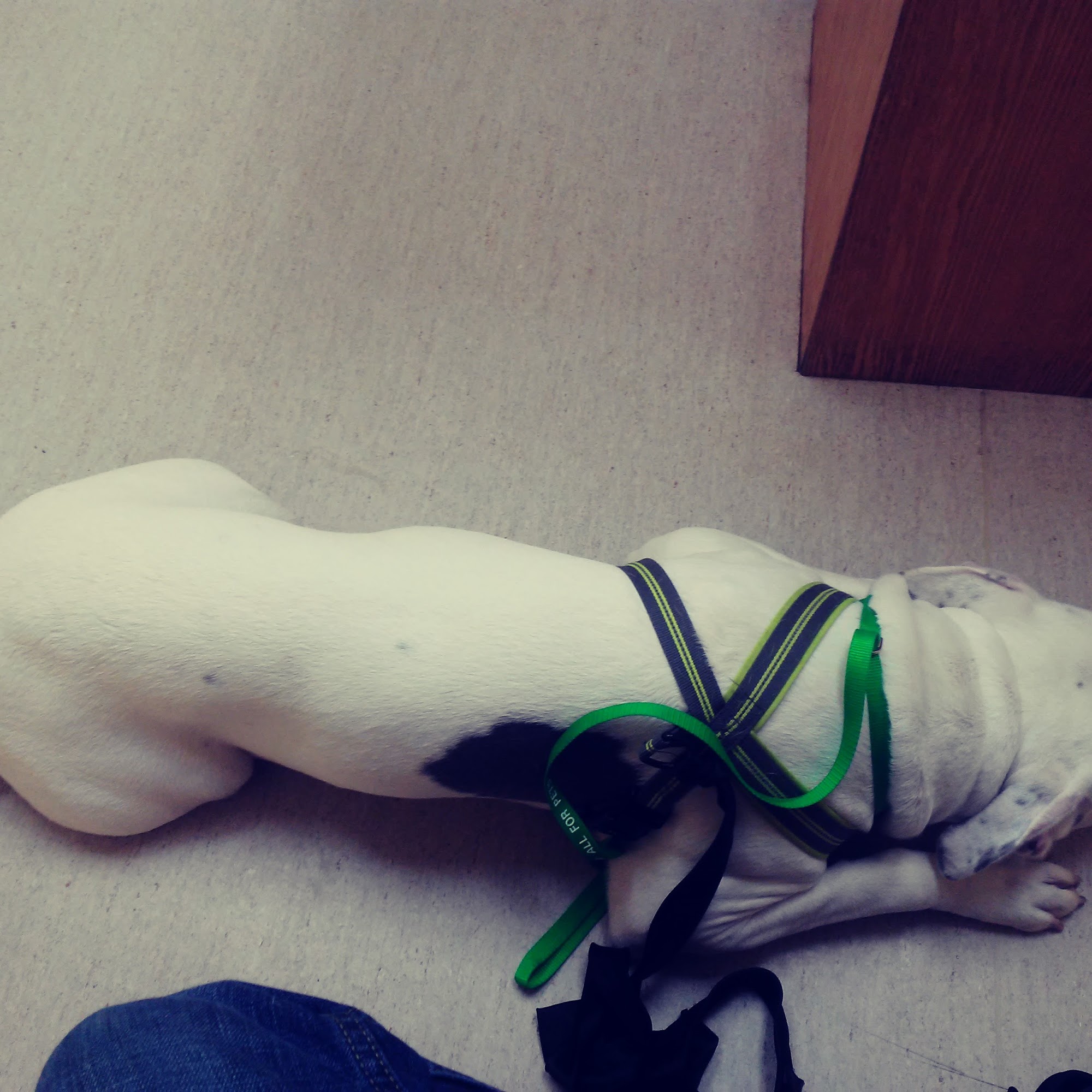 All For Pets Veterinary Cabot