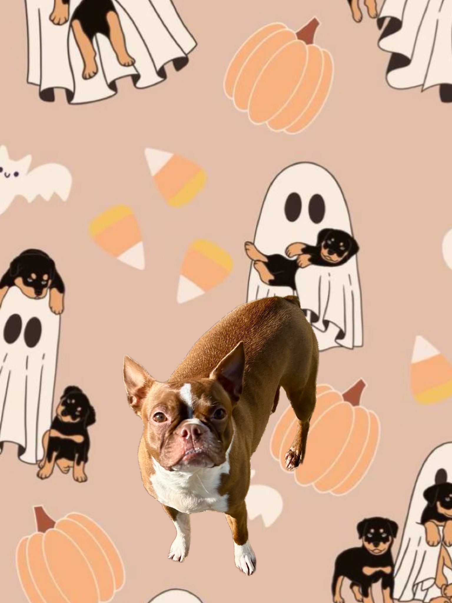 Pine Street Kamp K-9 Pet Resort and Day Spa Cabot