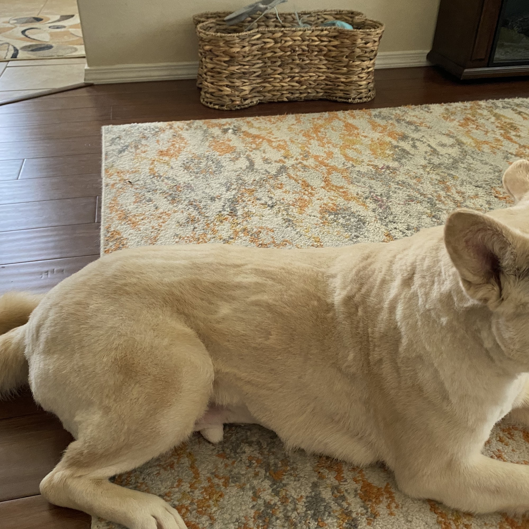 Pet Supplies Plus Cabot Cabot