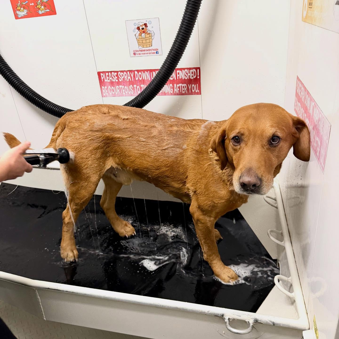Southern Paws Pet Wash Cabot