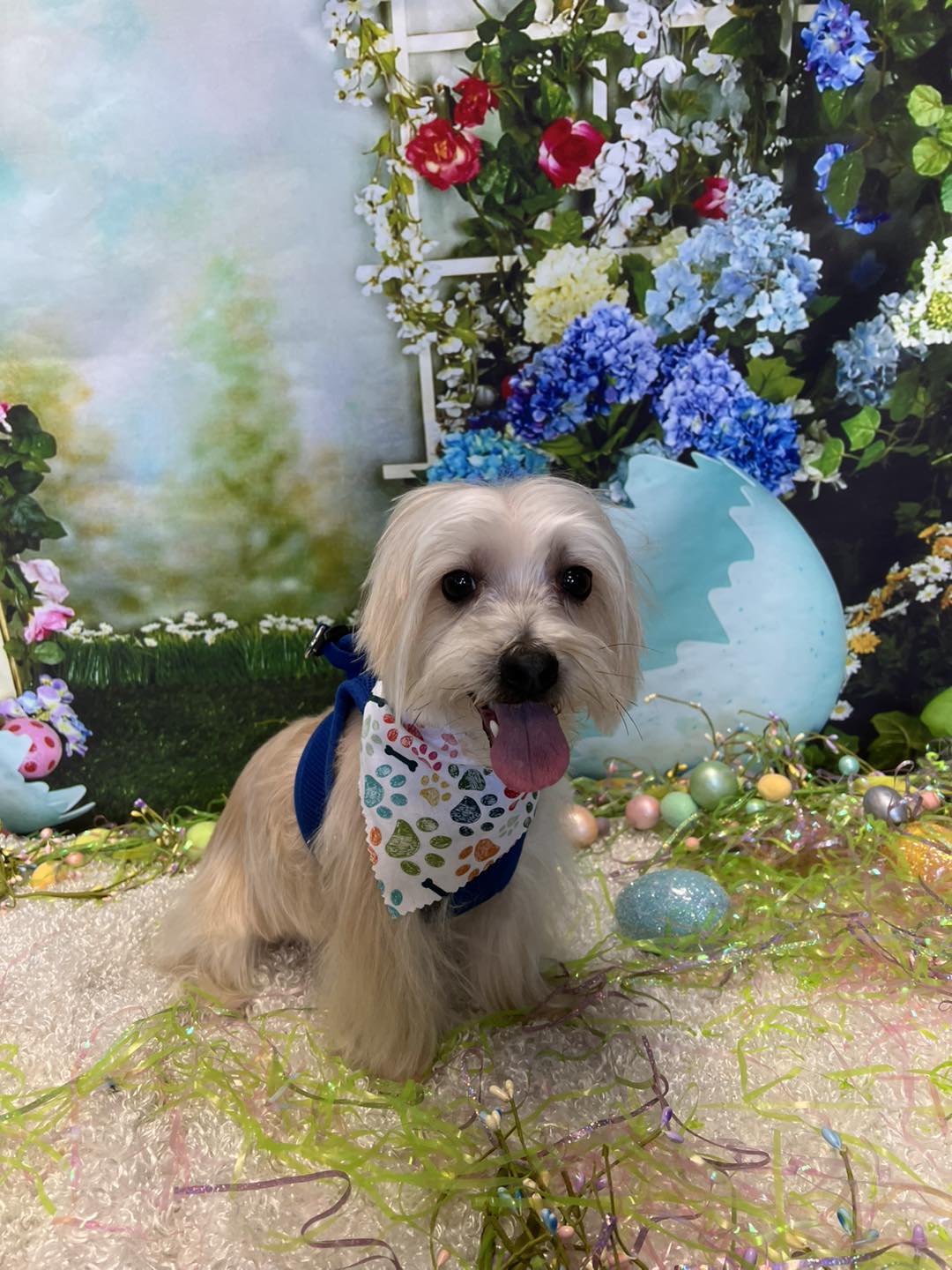 Preppy Puppy Grooming Cabot