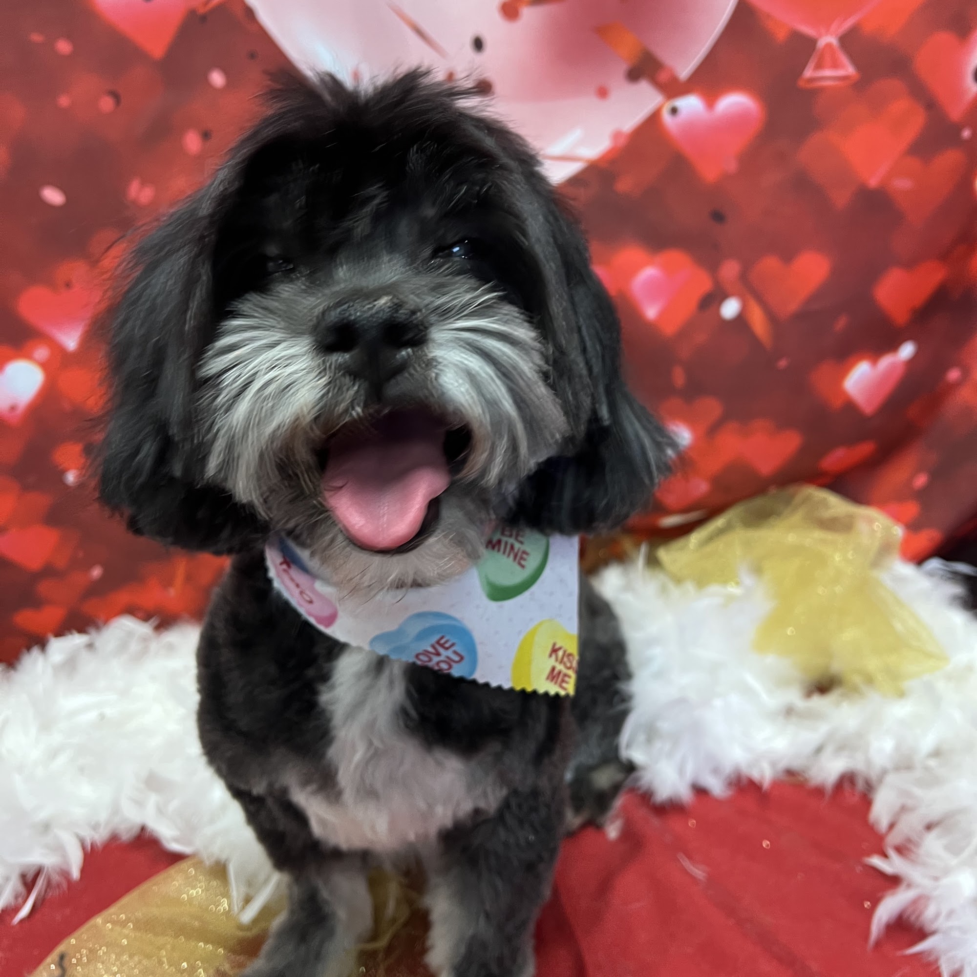 Preppy Puppy Grooming Cabot