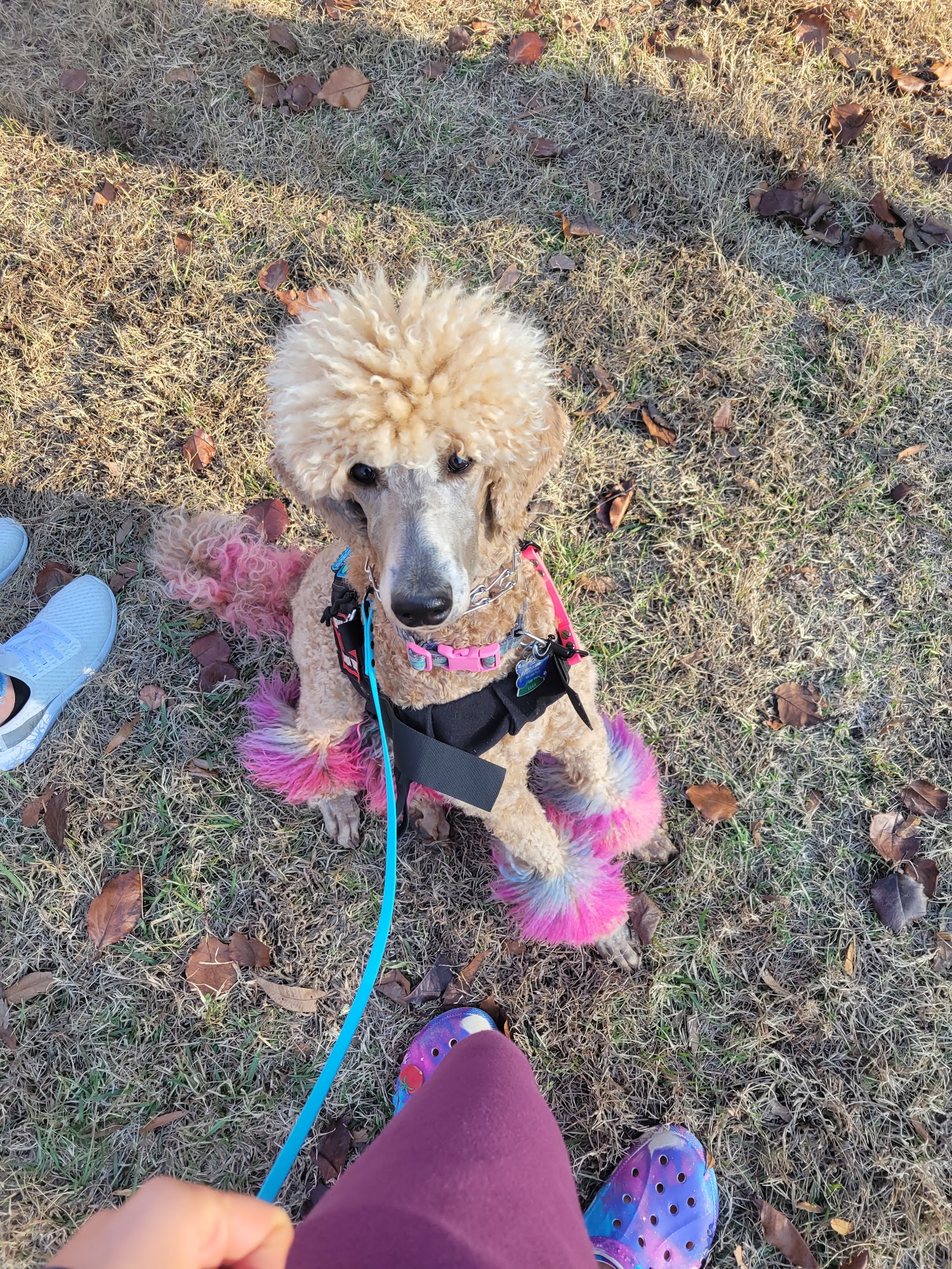 Fully Loaded K9 Academy Cabot