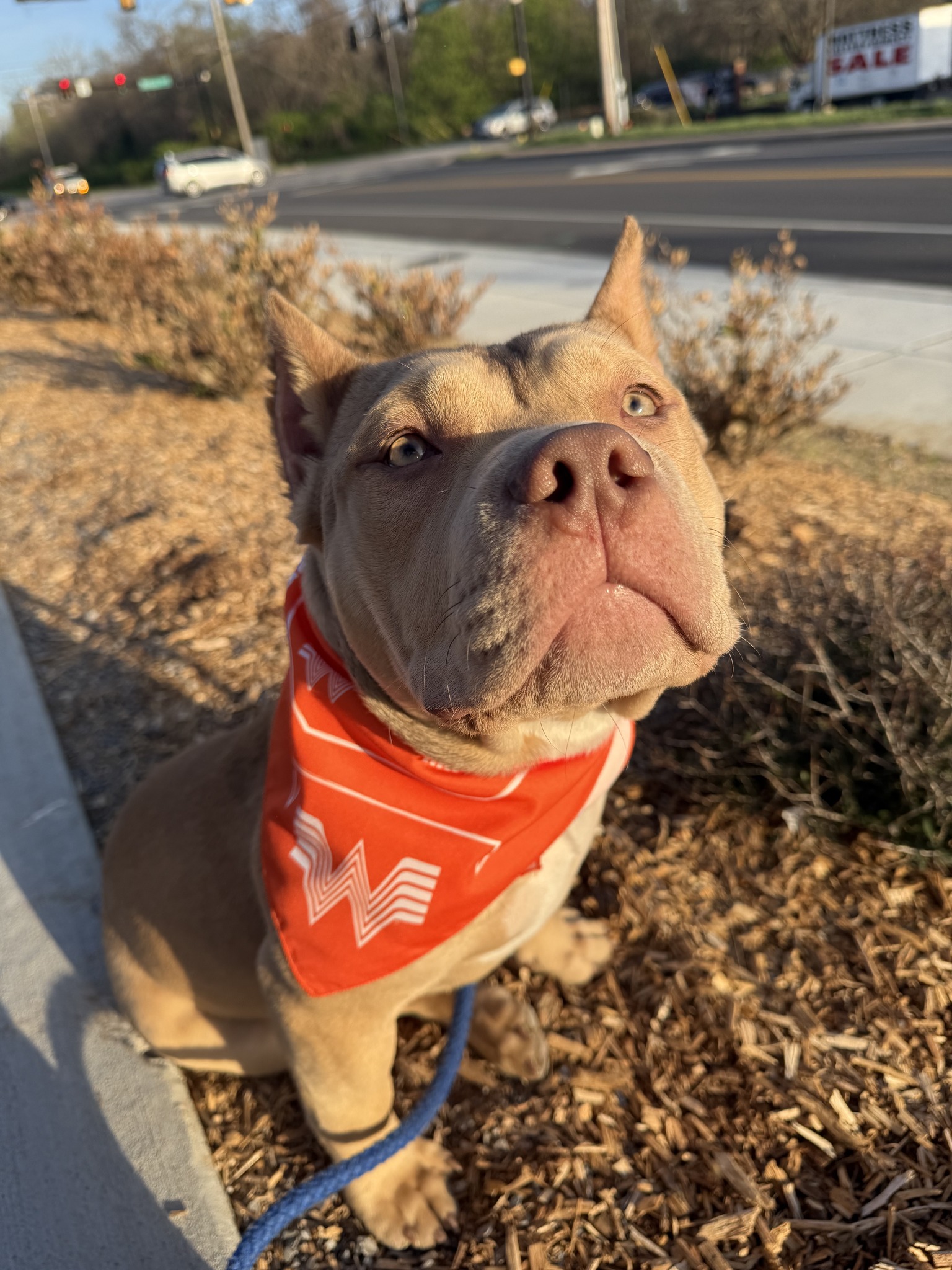 Whataburger
