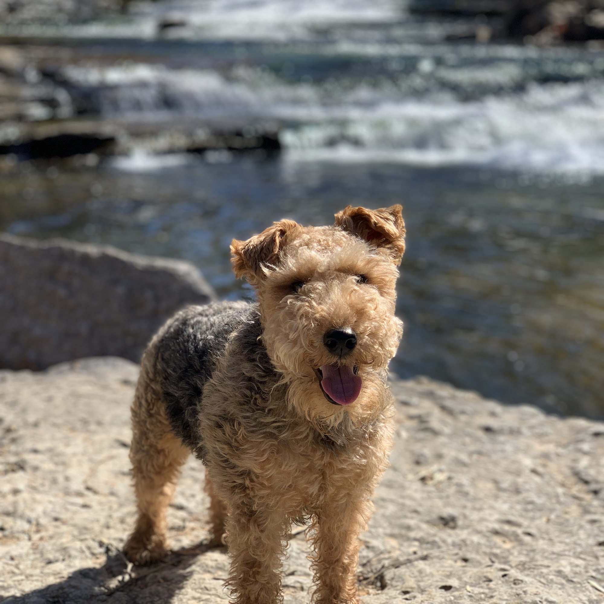 Animal Hospital Of Centerton Centerton