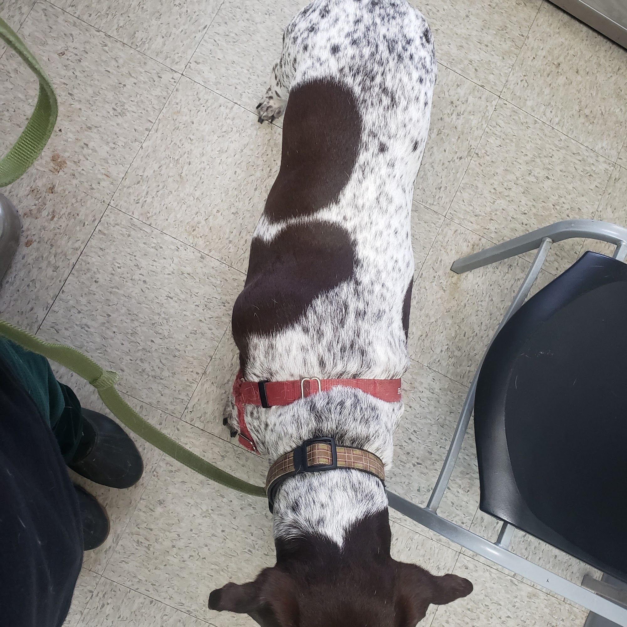 Clarksville Veterinary Clinic Clarksville