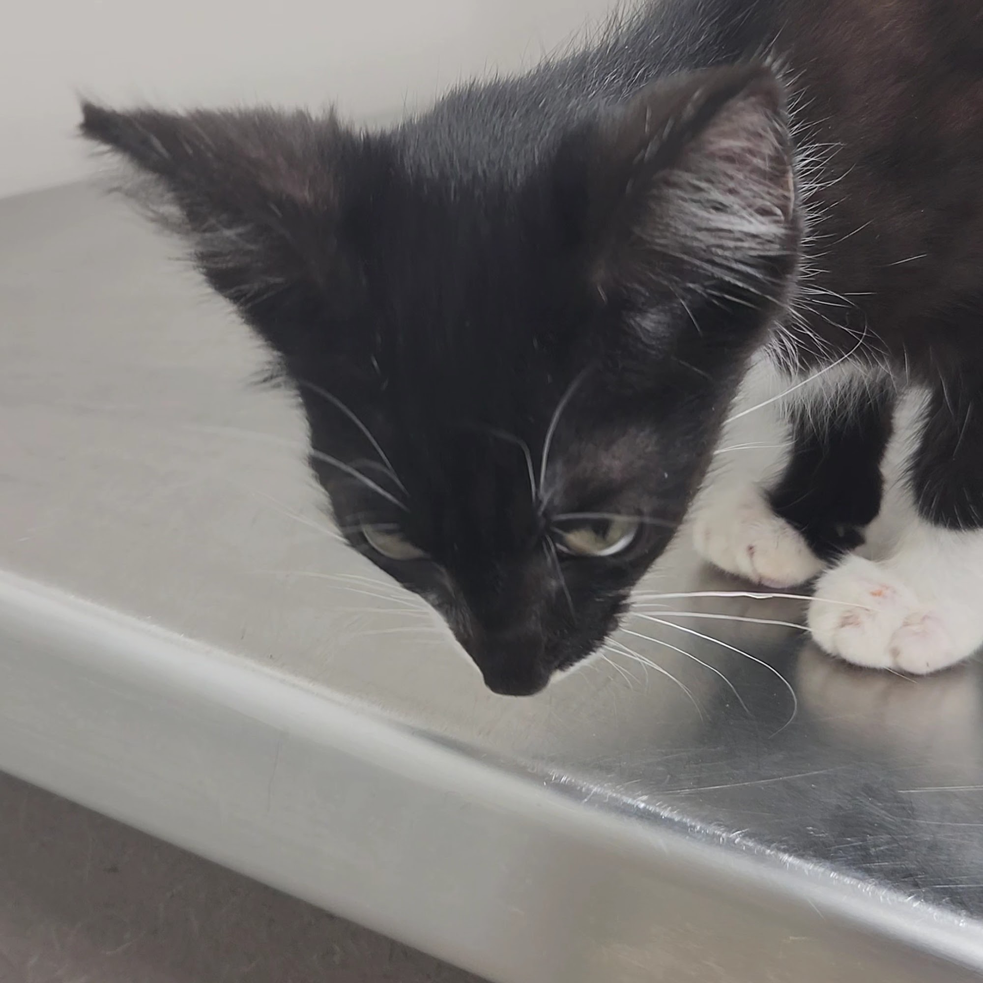 Parker Animal Clinic Clarksville