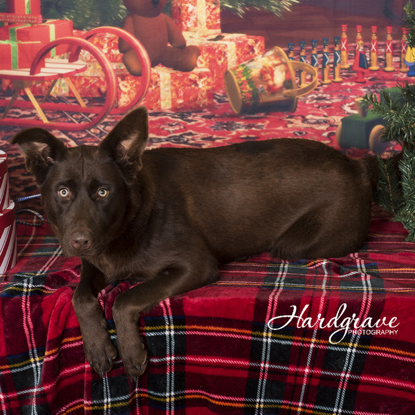 Needy Paws Animal Shelter Clarksville