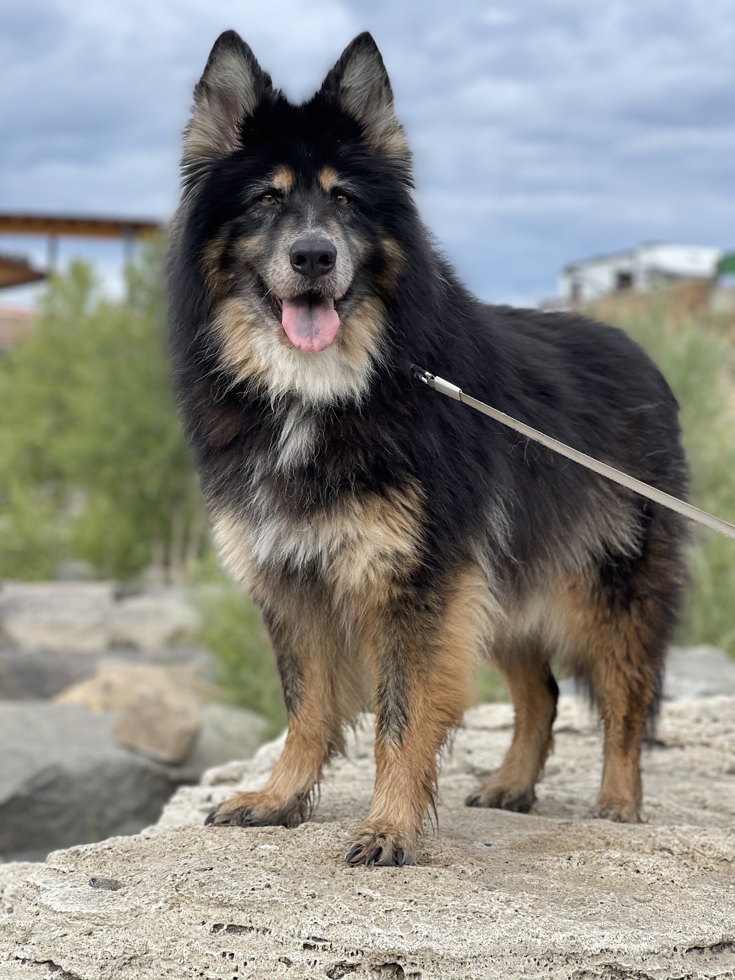 Happy Bend Kennel Clinton