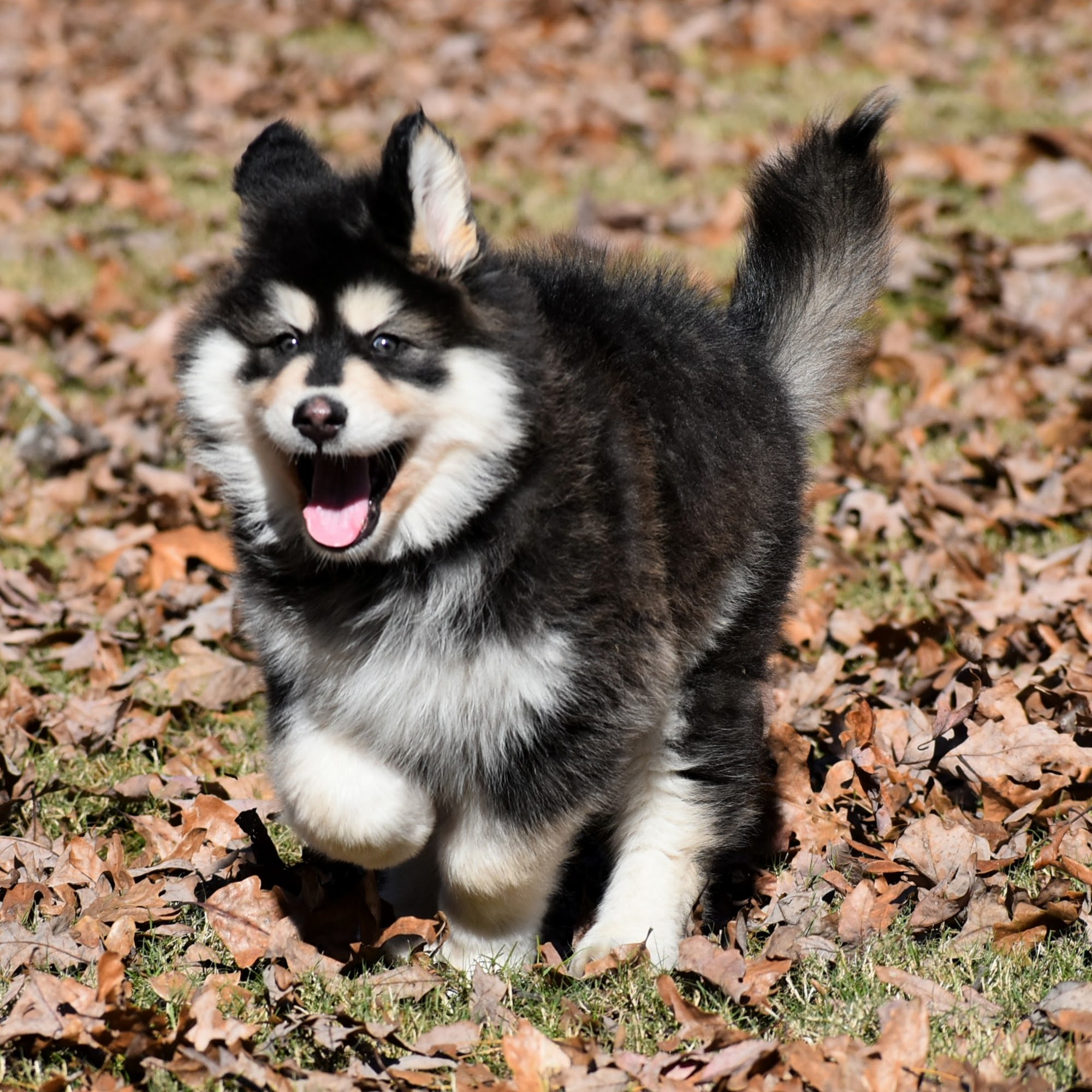 Happy Bend Kennel Clinton