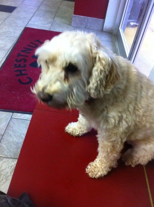 Chestnut Animal Clinic Conway