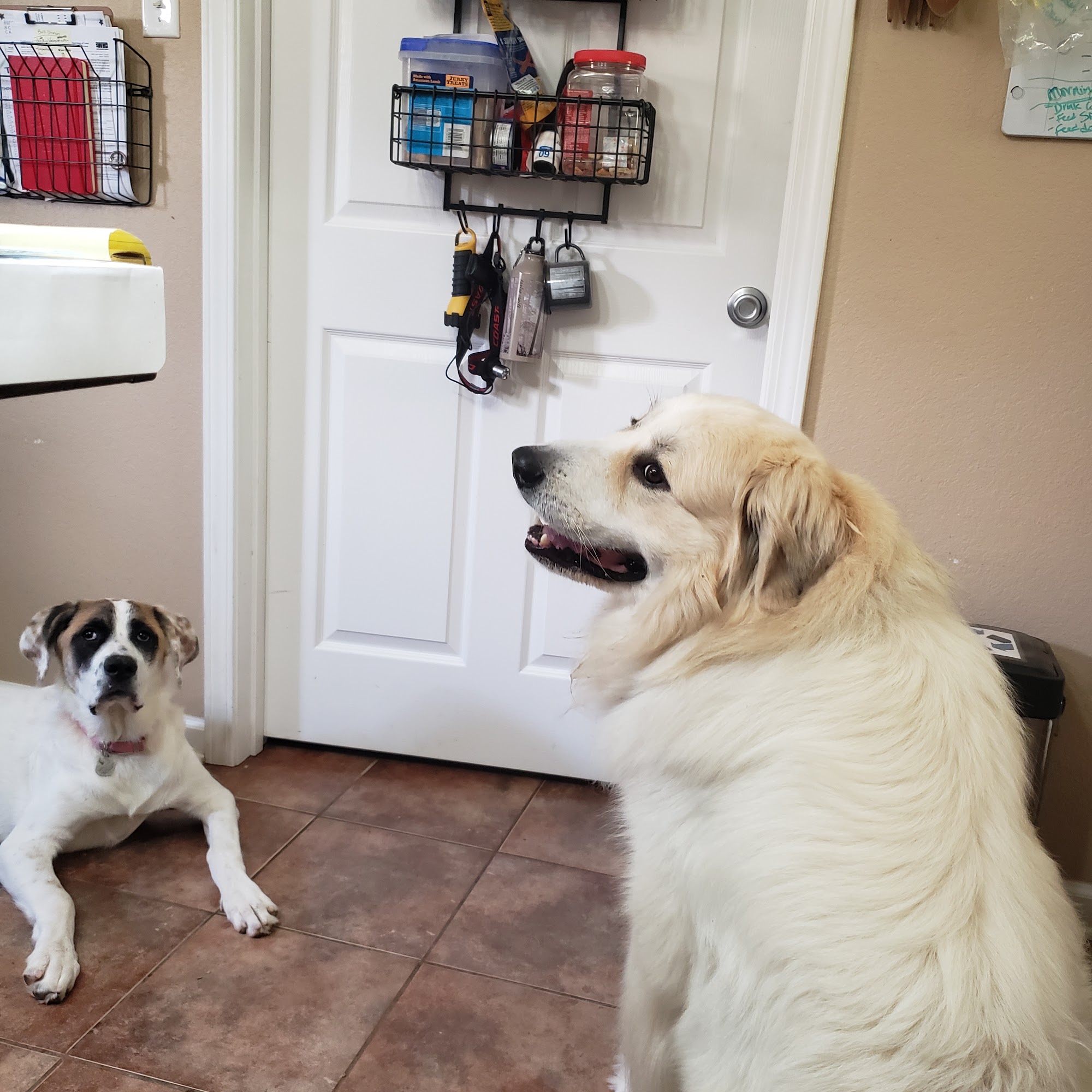 West Prince Animal Hospital - Mike Beard DVM Conway