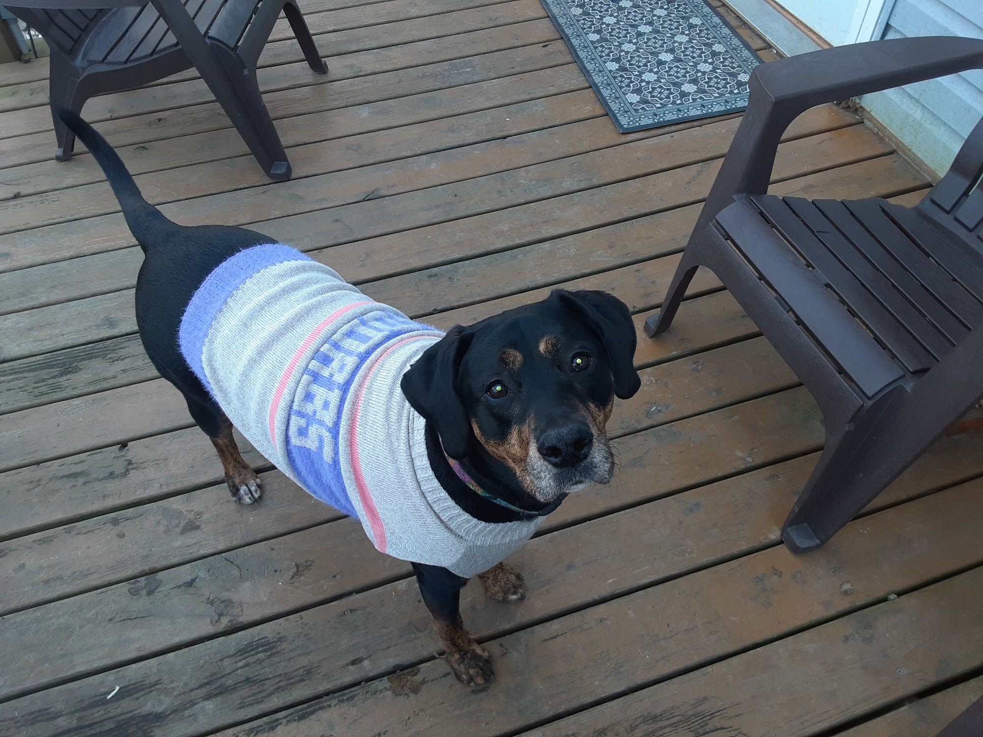 Conway Animal Clinic Conway