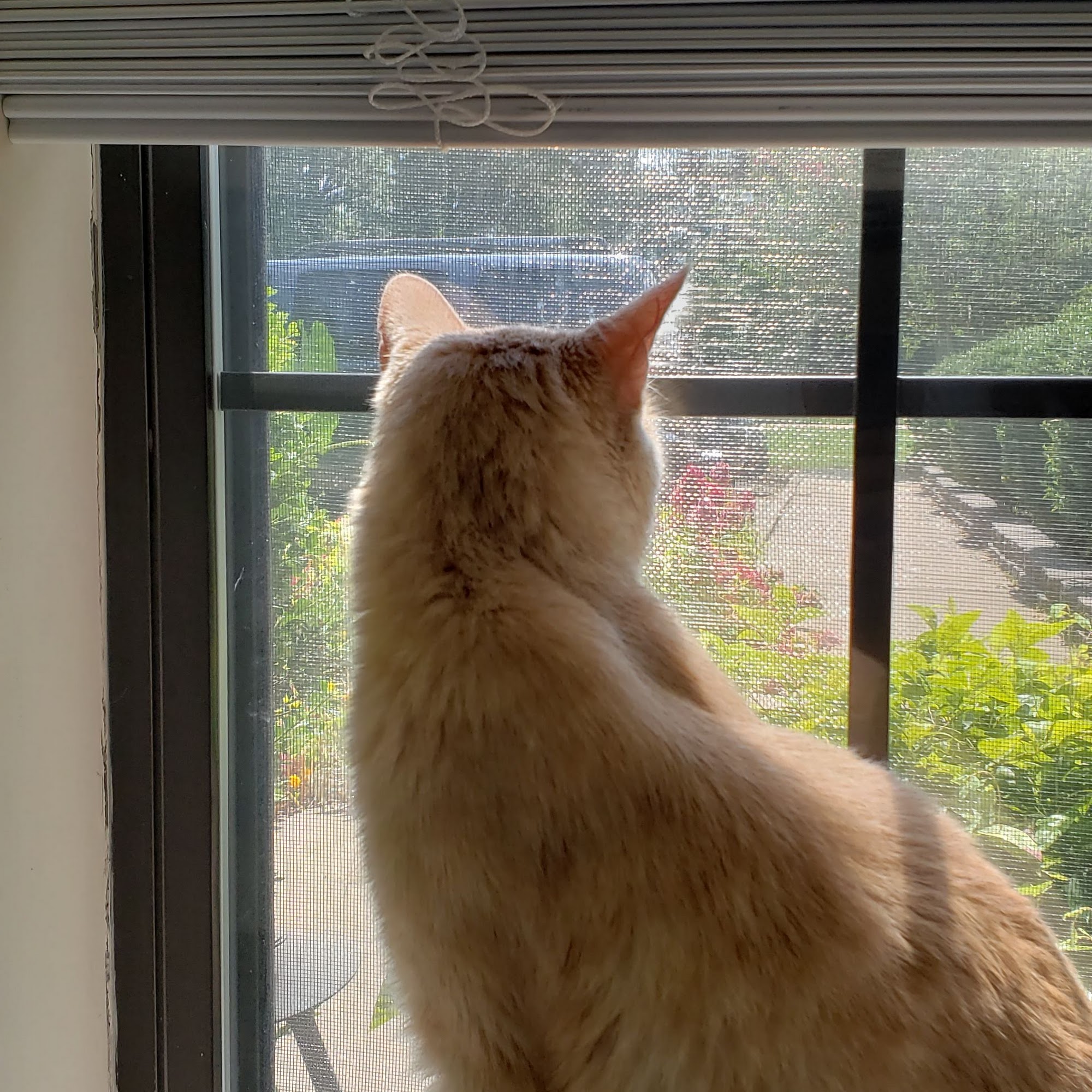 St Francis Veterinary Clinic Conway