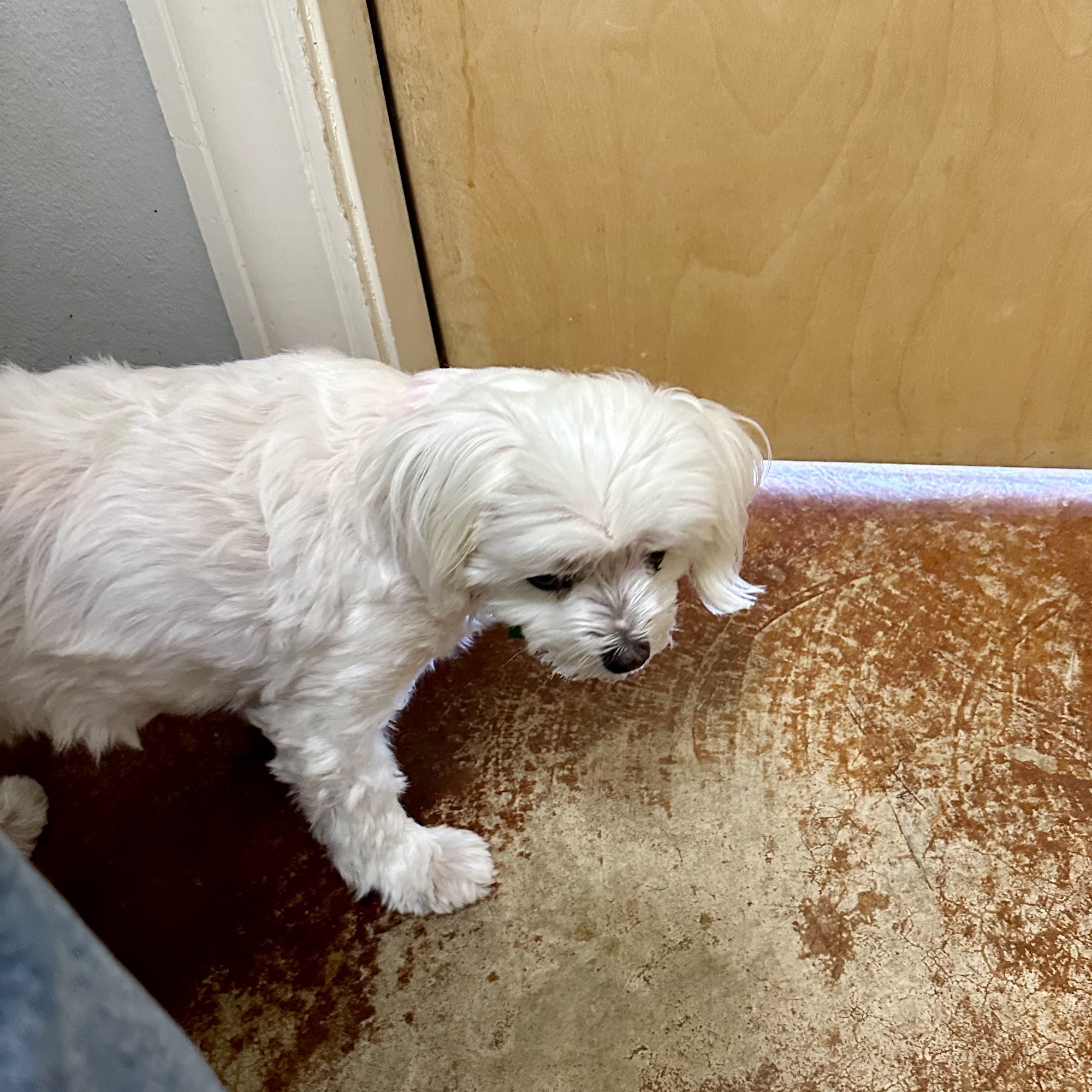 Hartman Animal Hospital Conway