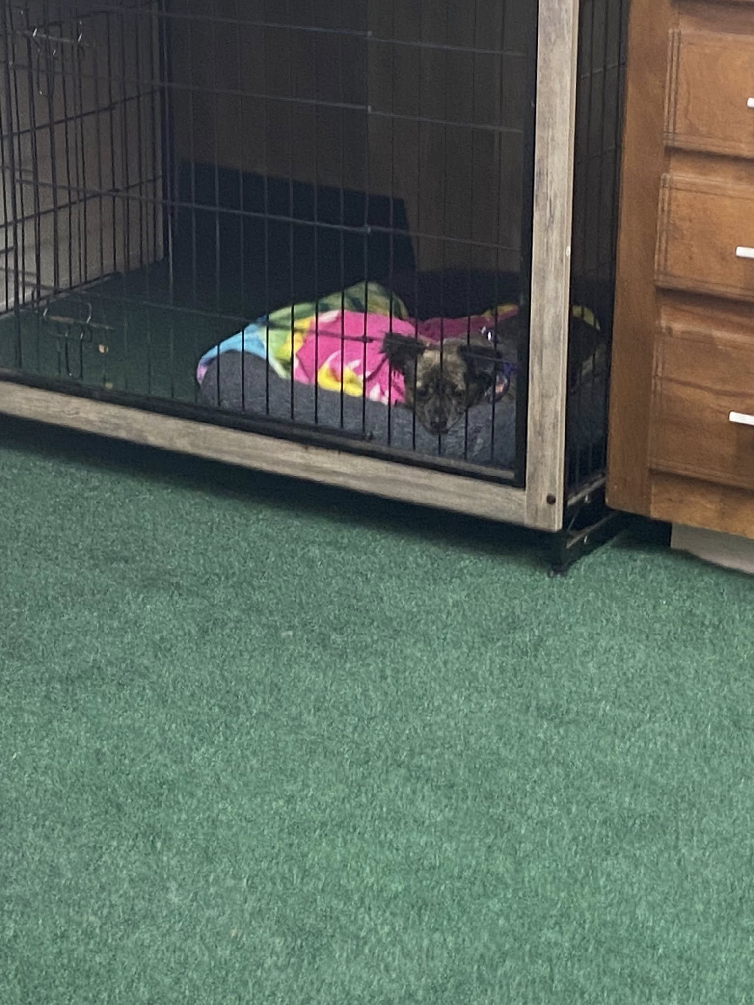 Paws & Barks Grooming Conway