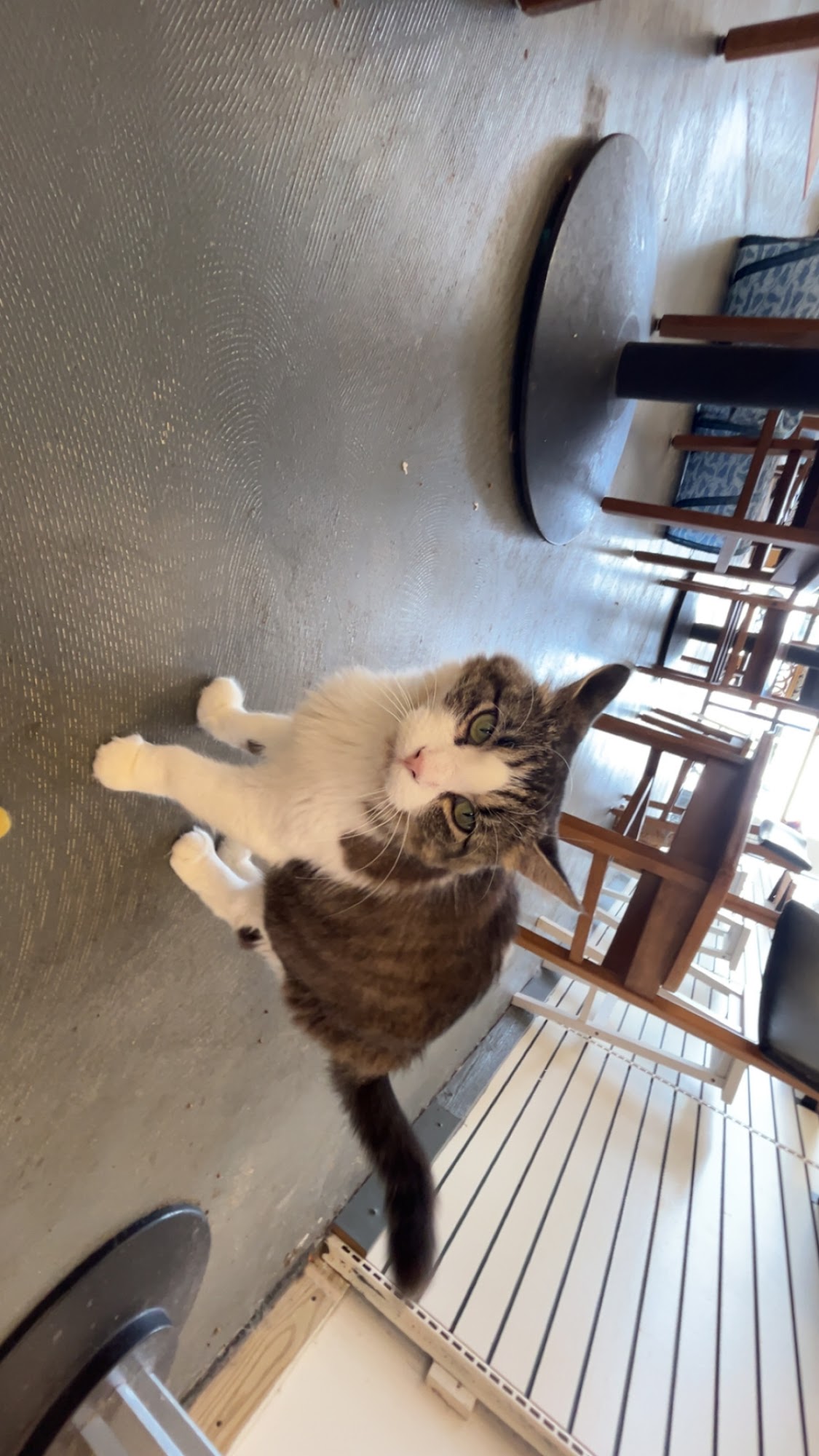 Gibson's Cat Café Menu