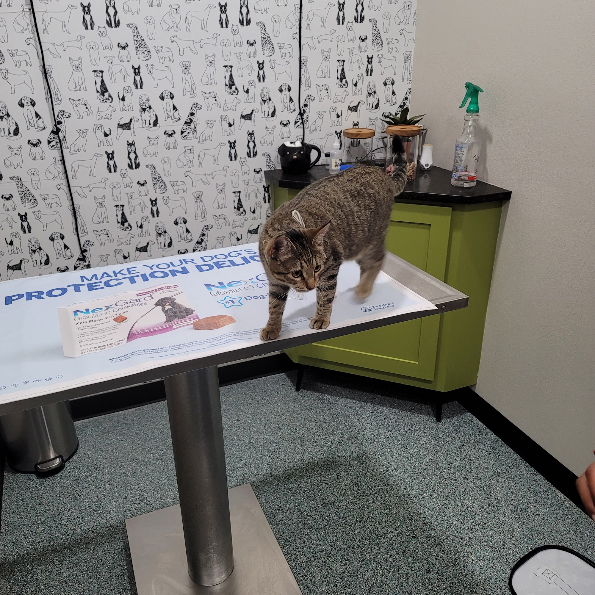 Good Shepherd Animal Clinic | Dr. Lori Smith DVM | Conway Conway