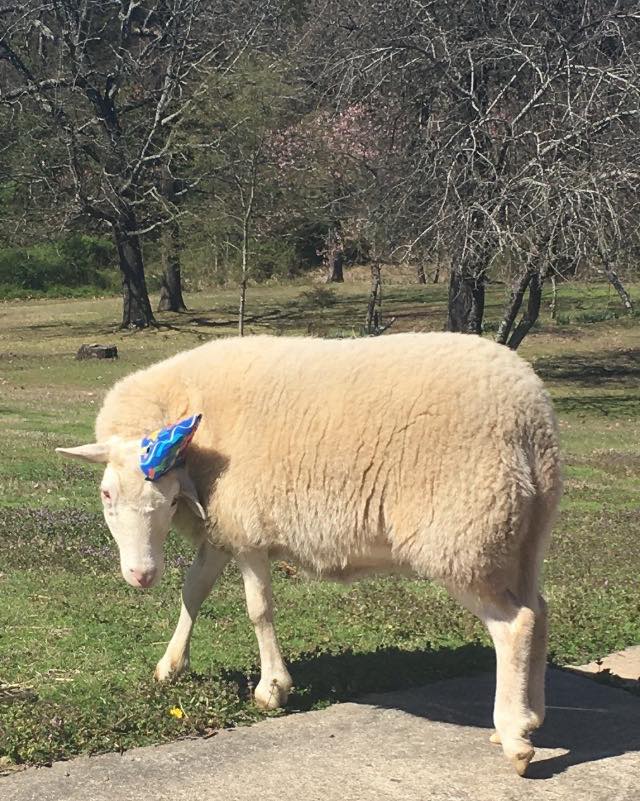 Good Shepherd Animal Clinic | Dr. Lori Smith DVM | Conway Conway