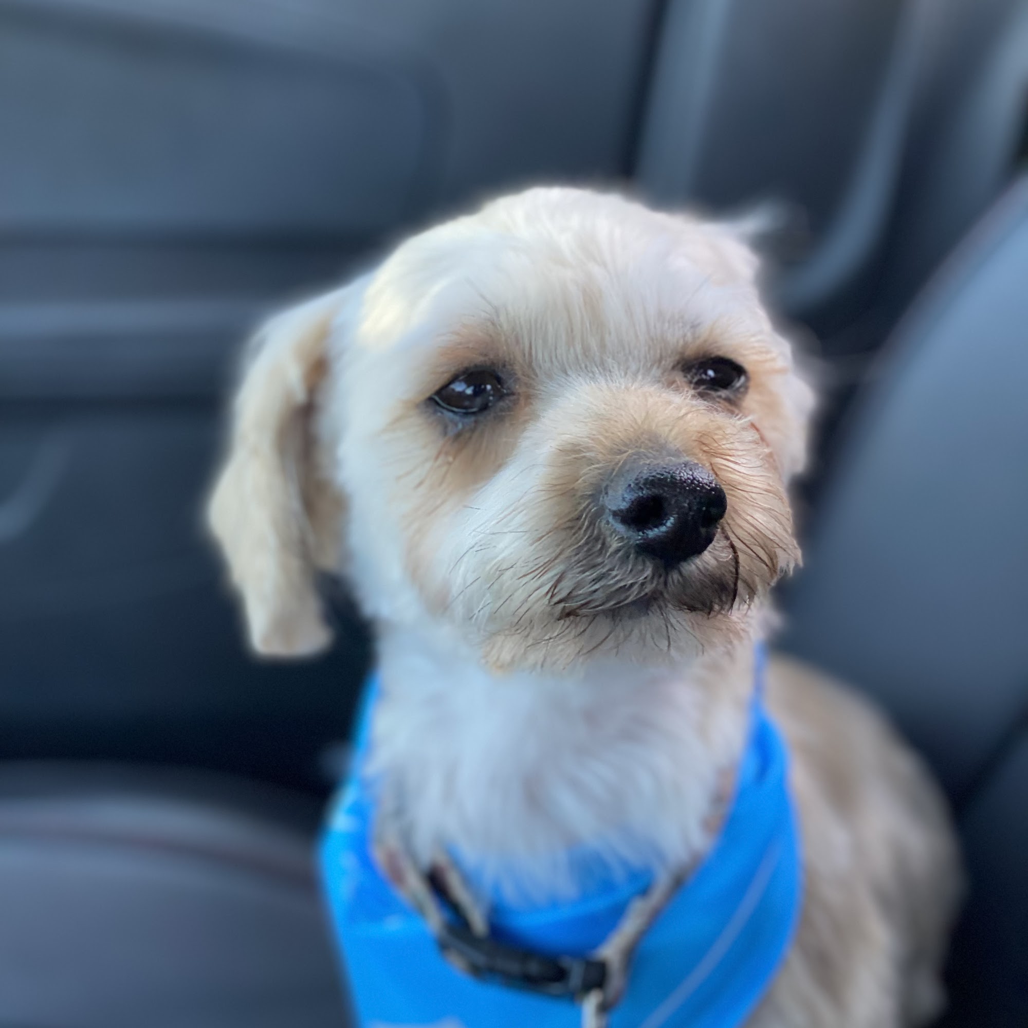 PetSmart Grooming Conway