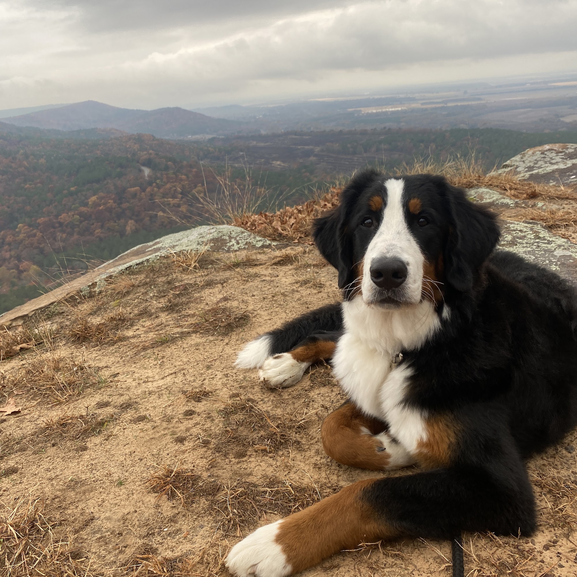 Conway Canine Companions Conway