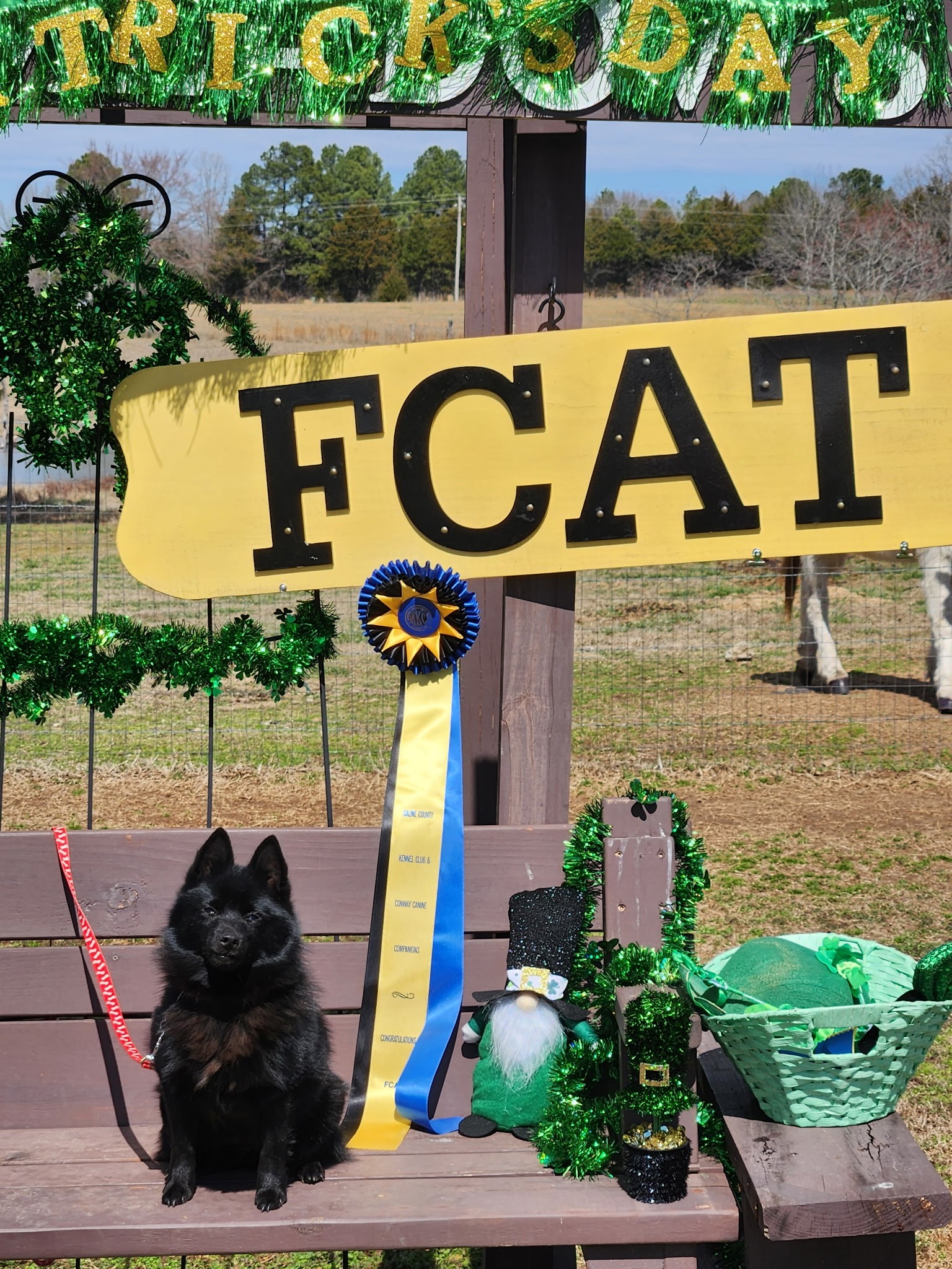 Conway Canine Companions Conway