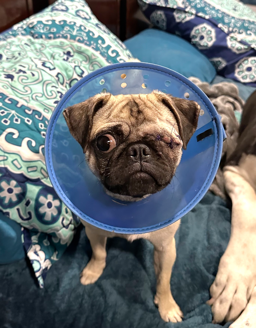 Merritt Animal Clinic Dardanelle