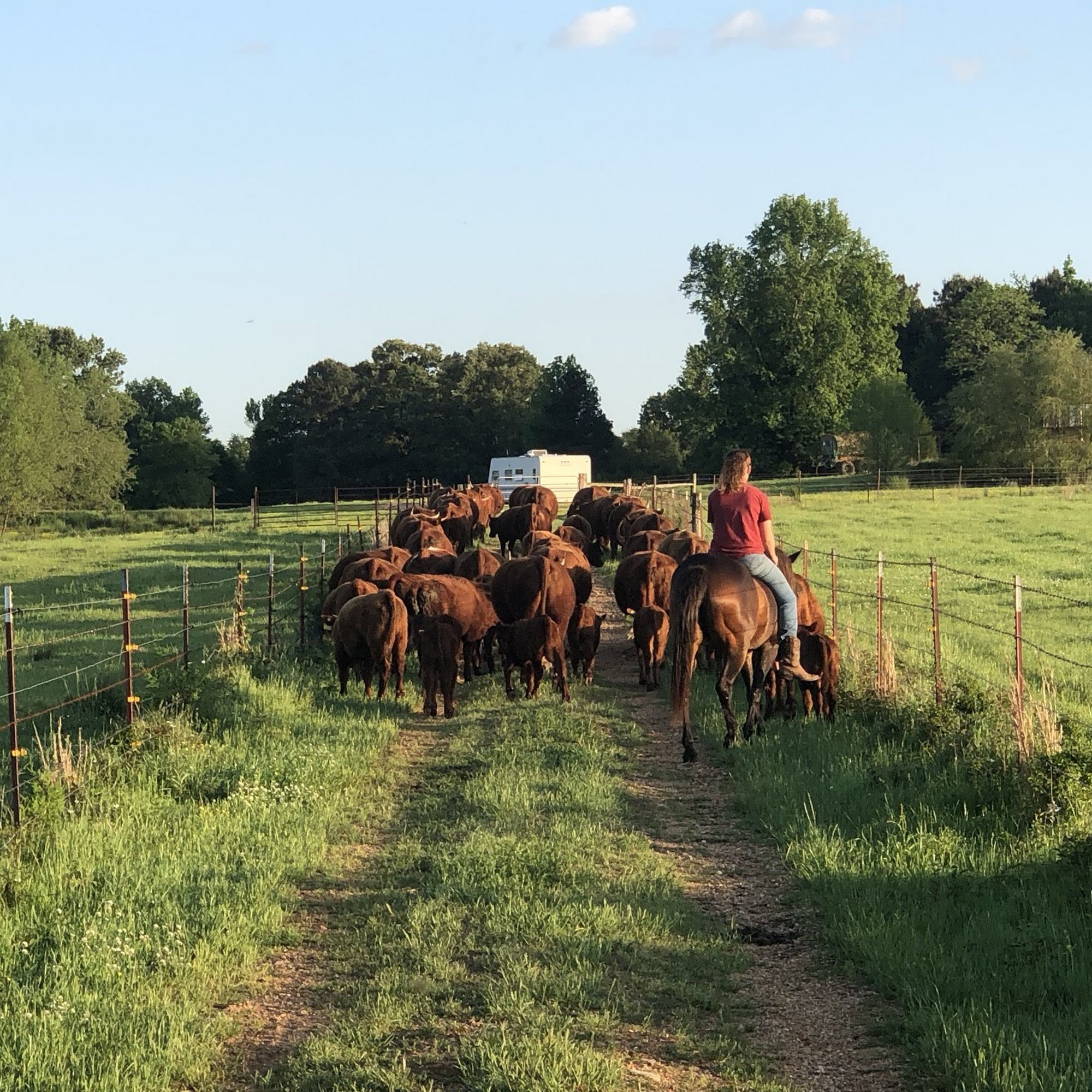 Magnolia Meadows Farm De Queen