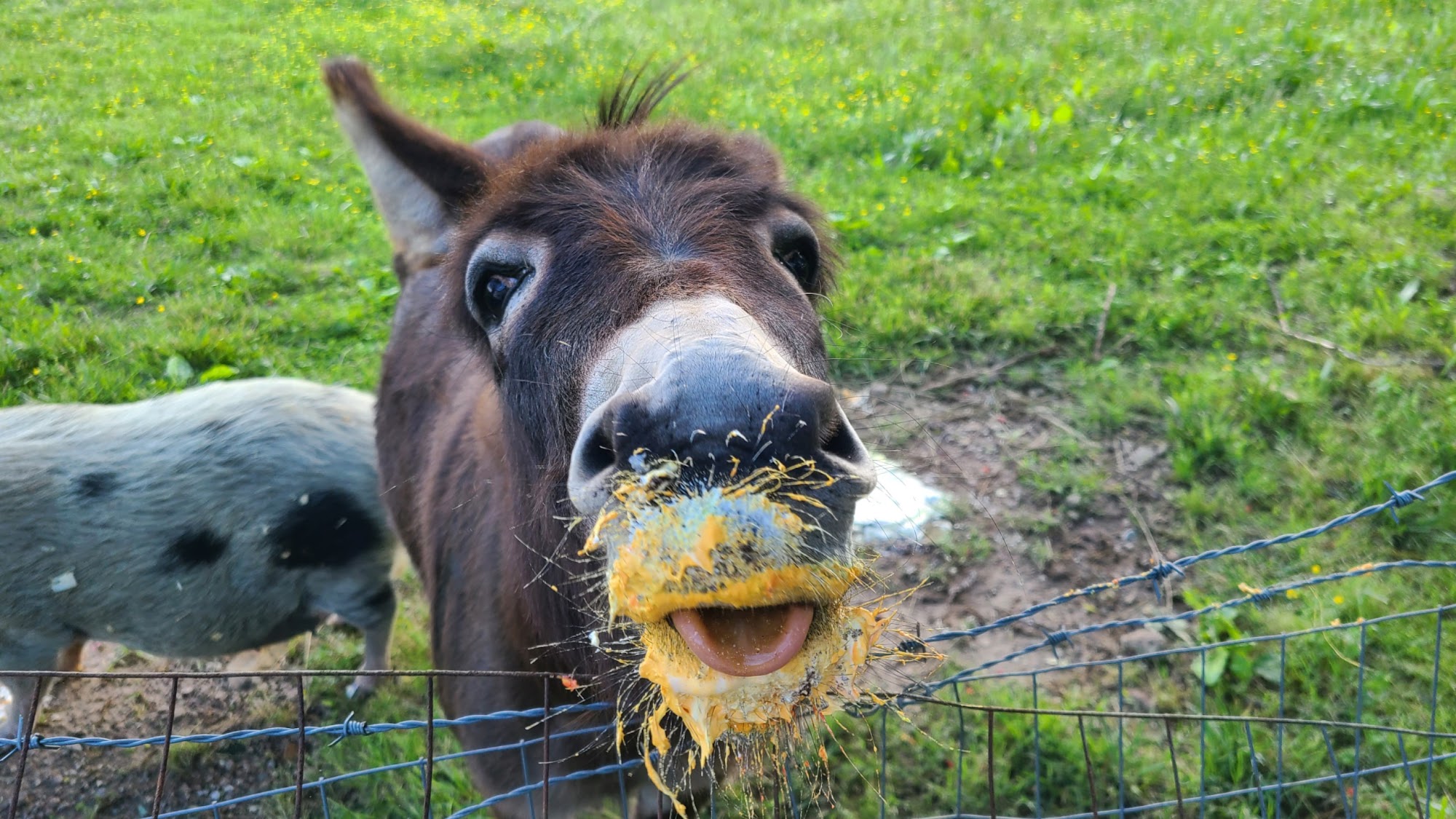 Woodland Farm Dennard