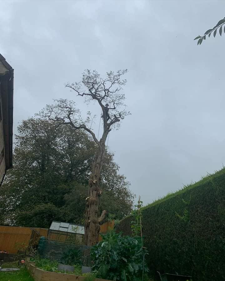 A & D Tree Service and Lawn Care
