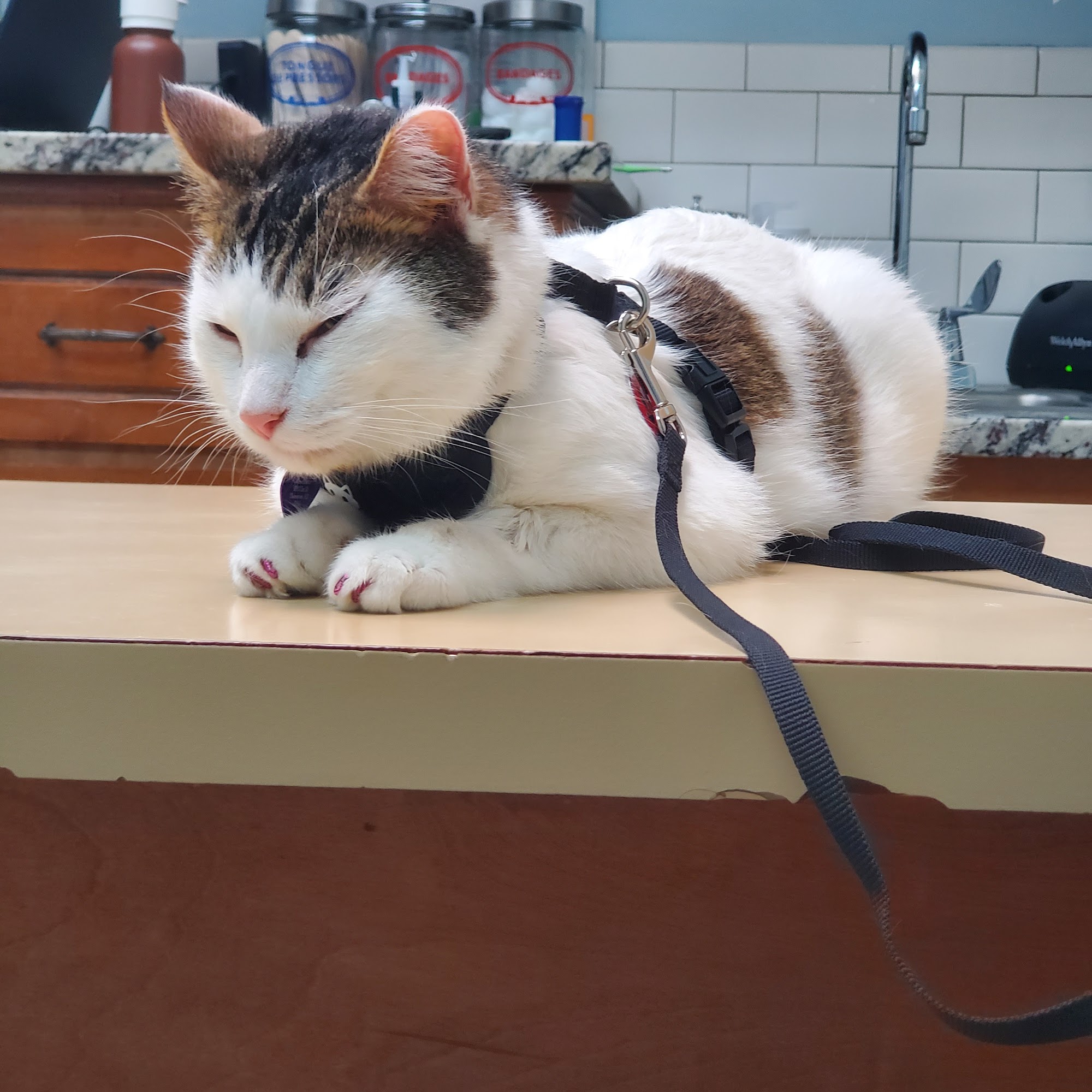 El Dorado Animal Hospital El Dorado