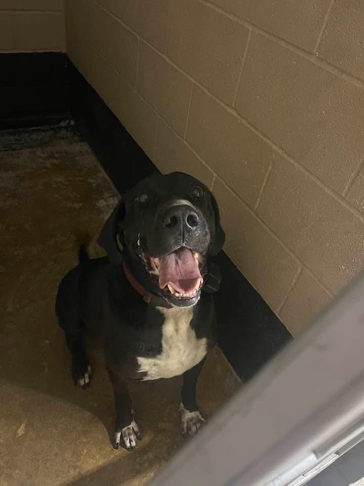 FourPaws Grooming & Boarding El Dorado