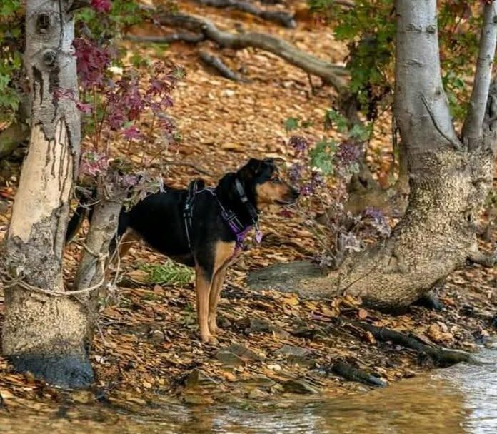 Disco's Grill Eureka Springs