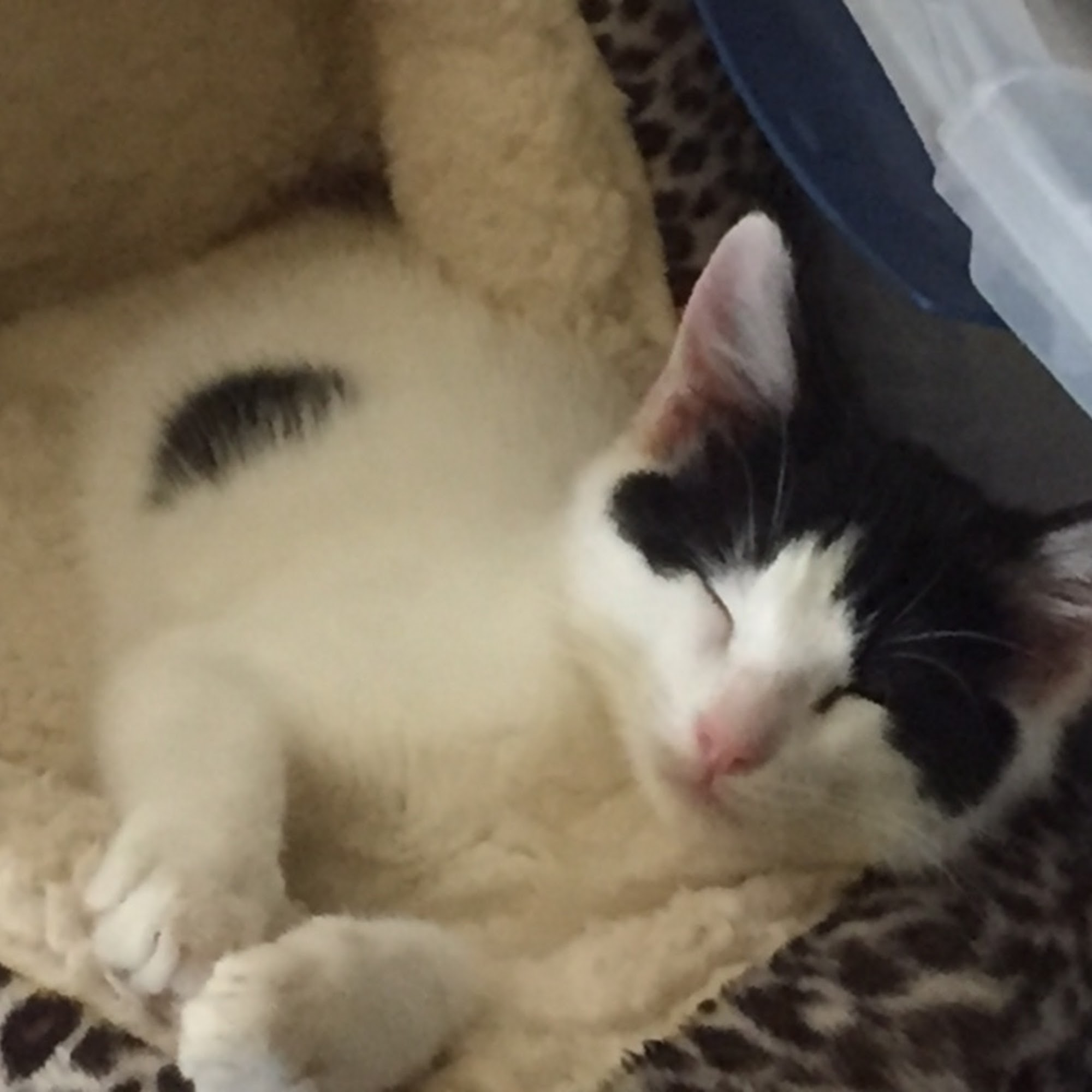 Country Veterinary Services Inc Farmington