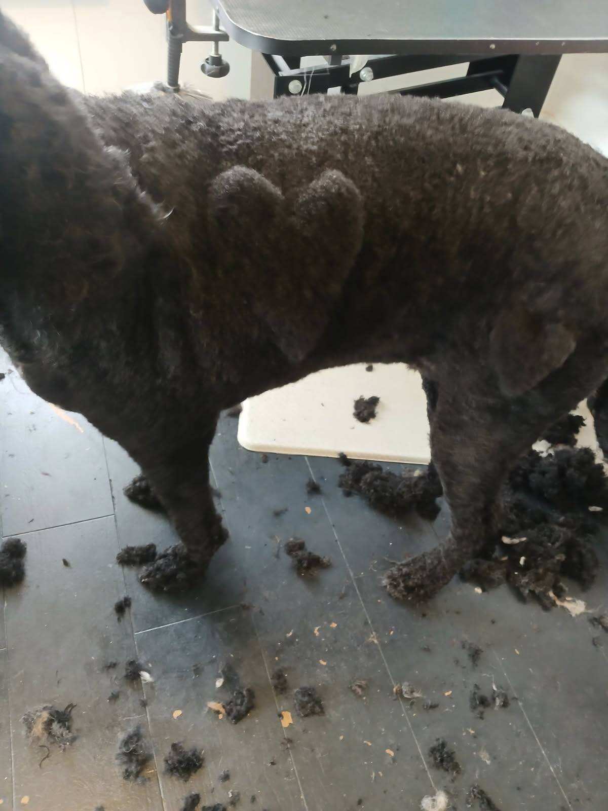 Wag'n Tails Pet Salon Farmington