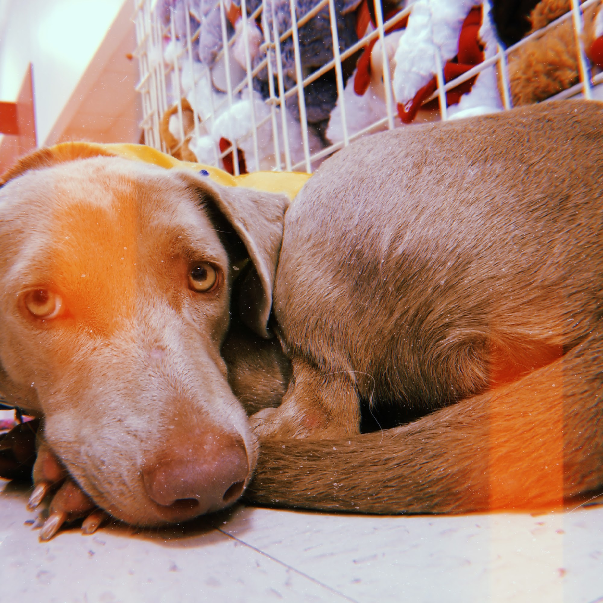 PetSmart Fayetteville