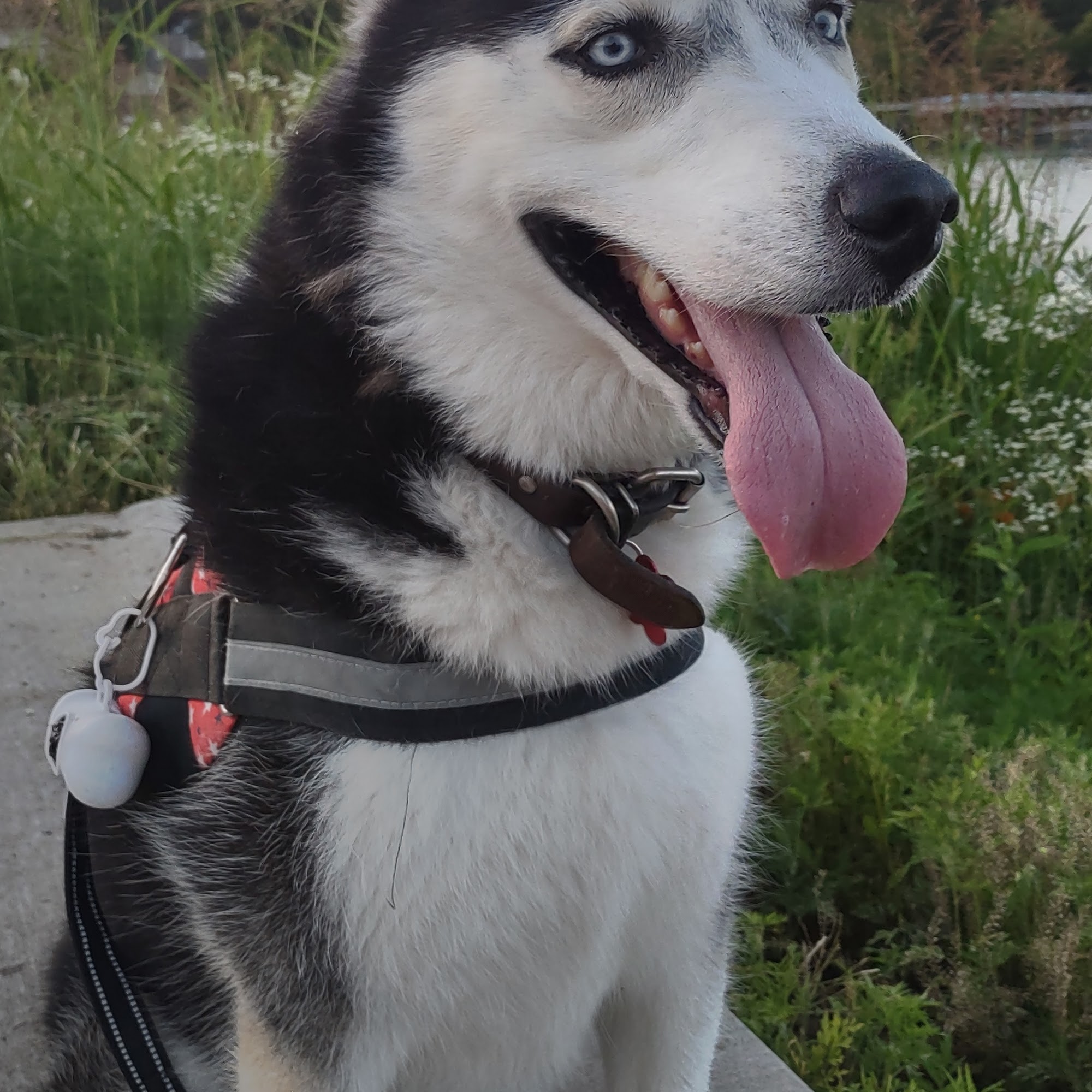 Animal Medical Clinic Fayetteville