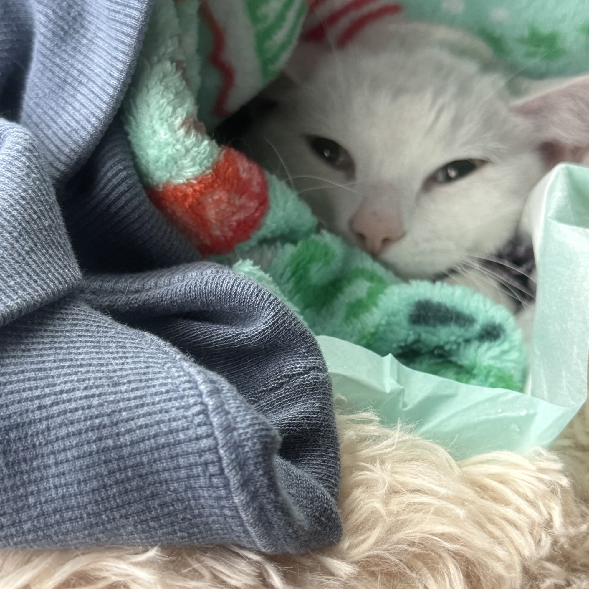 Gulley Park Pets Clinic Fayetteville