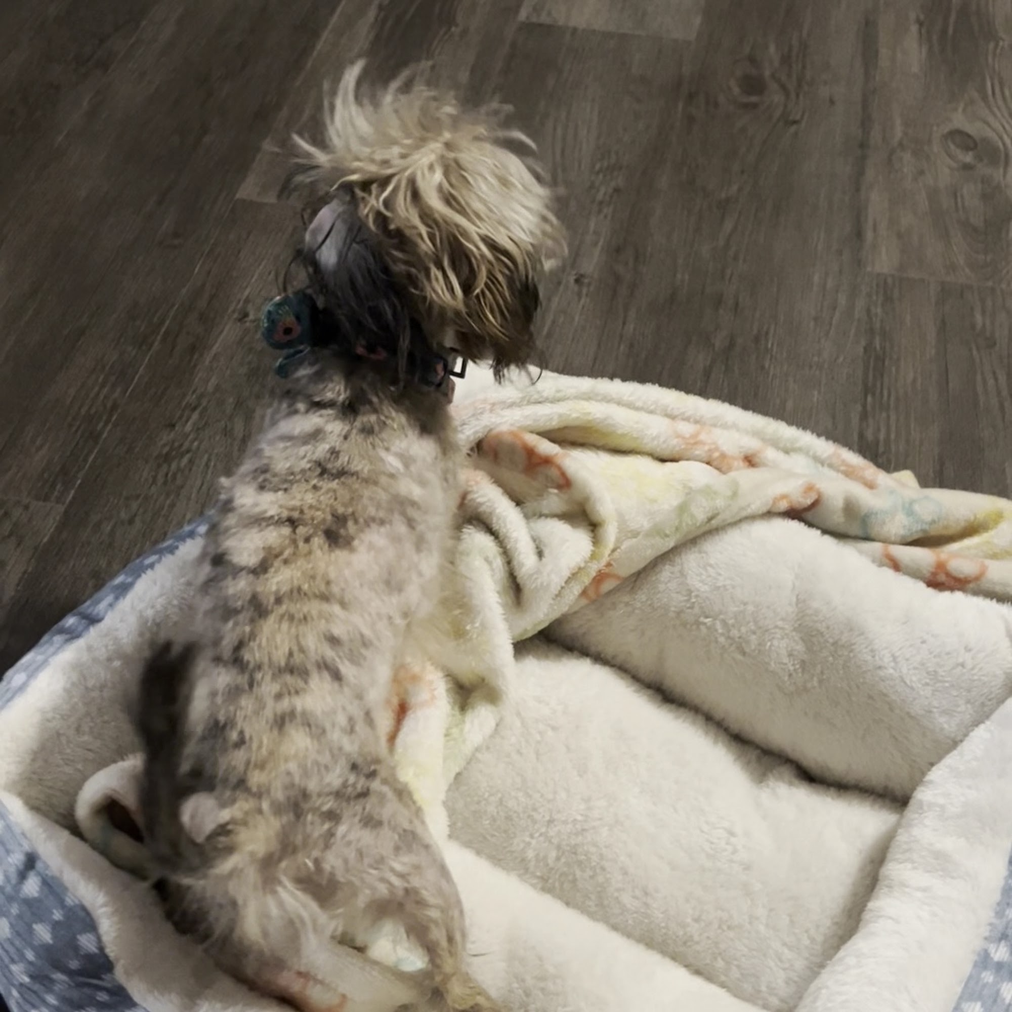 Wedington Animal Hospital Fayetteville