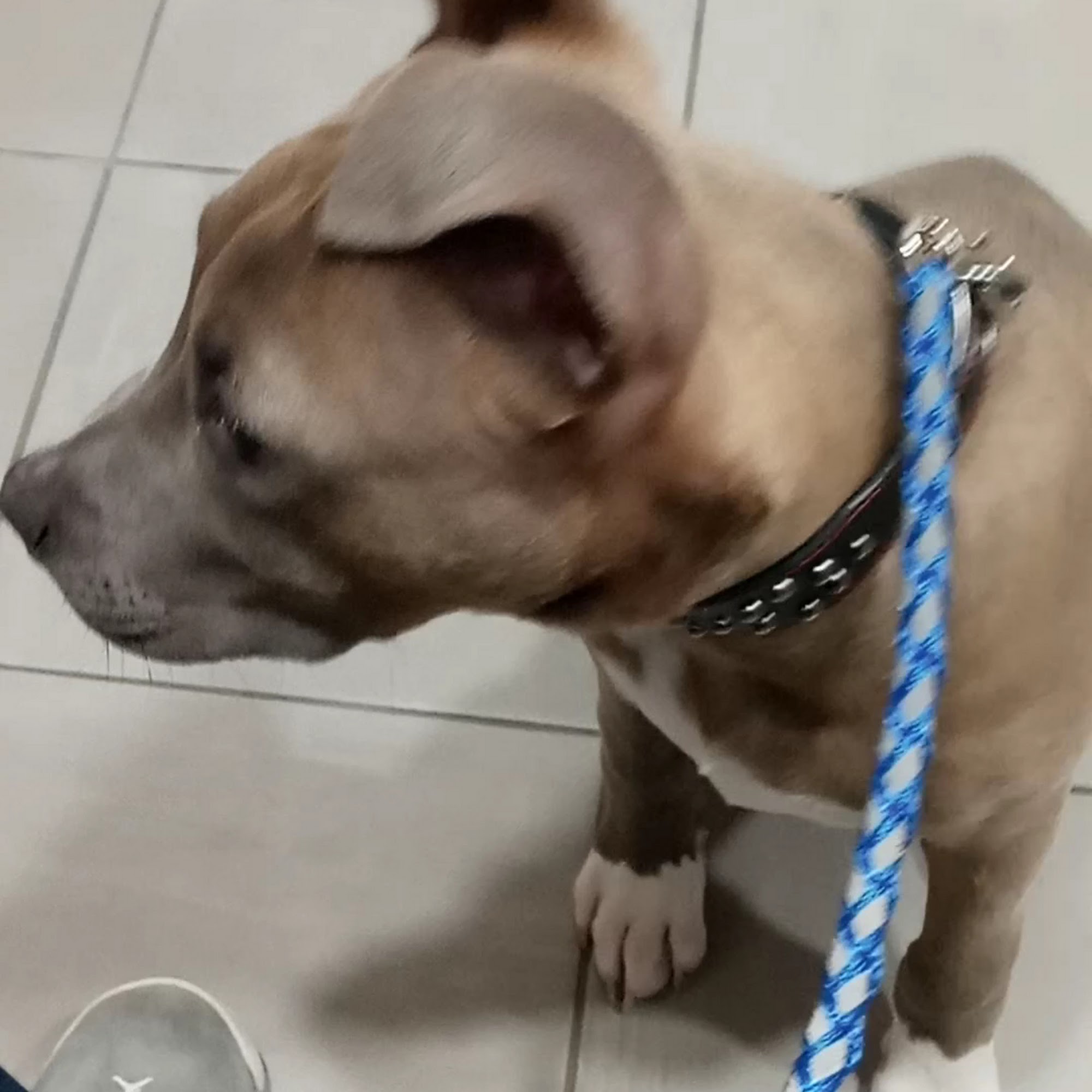 Cornerstone Animal Hospital Fayetteville