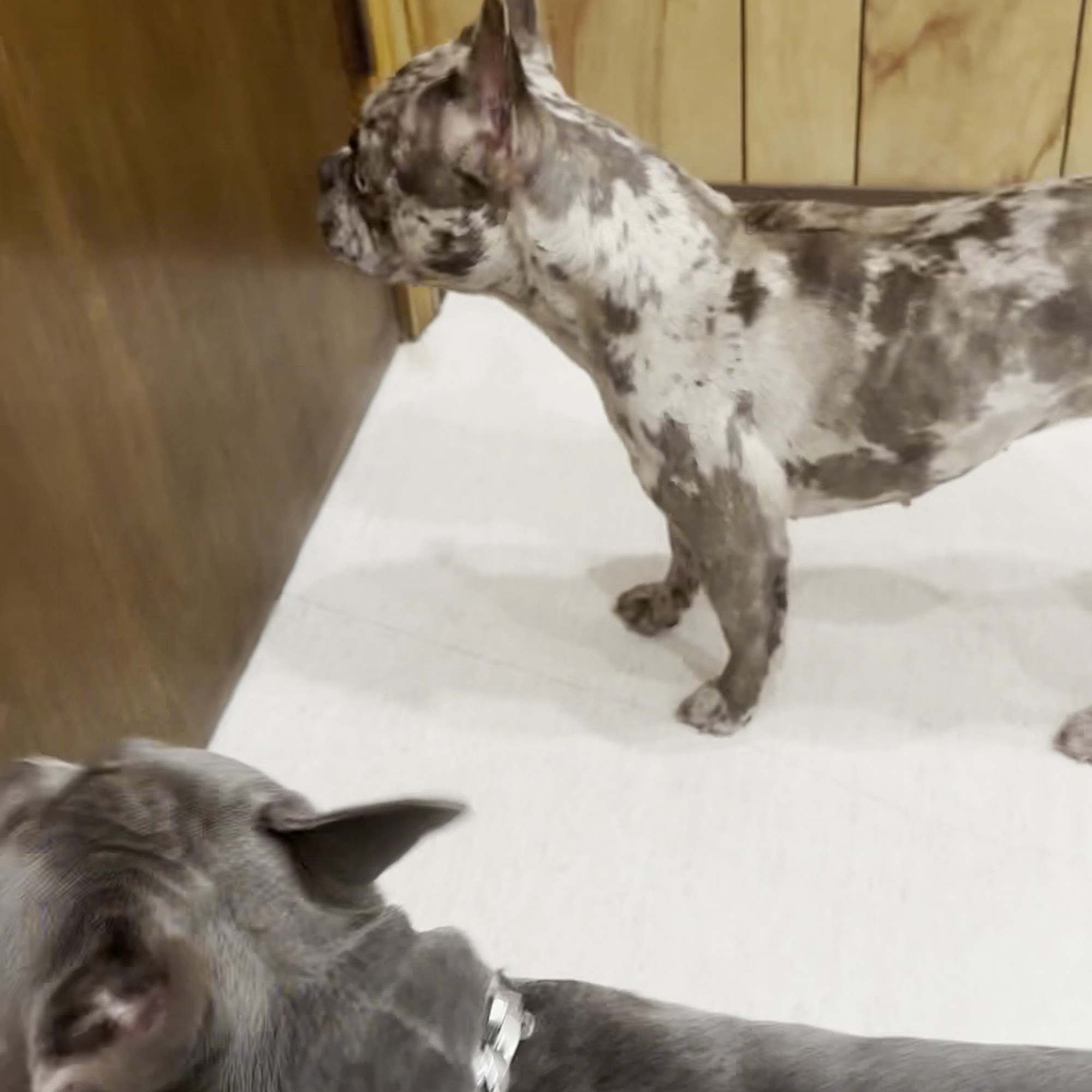 Stanton Animal Hospital Fayetteville