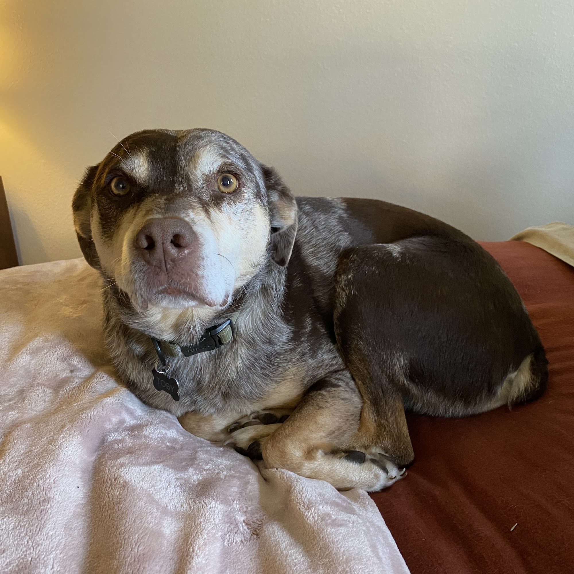 Mount Comfort Veterinary Care Fayetteville