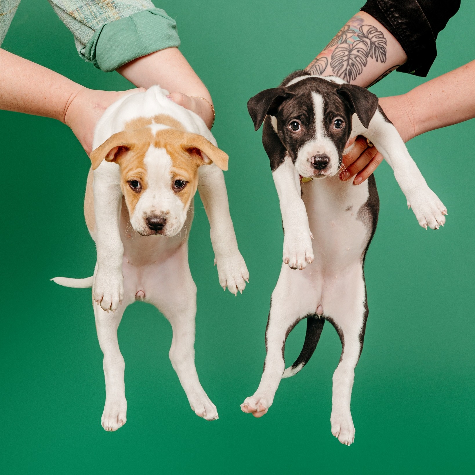 Big Paws of the Ozarks Fayetteville